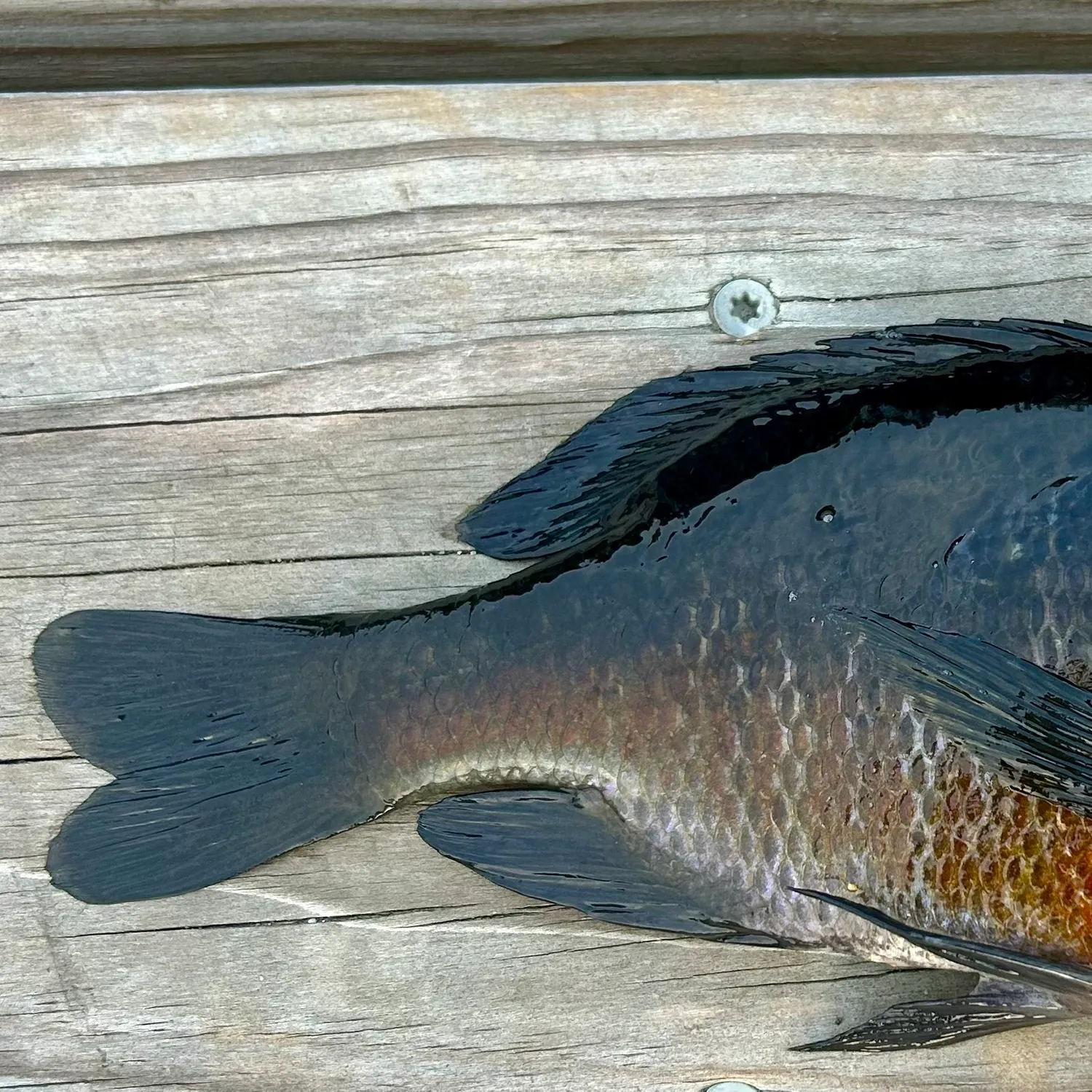 The most recent Redbreast sunfish x bluegill catches on Fishbrain