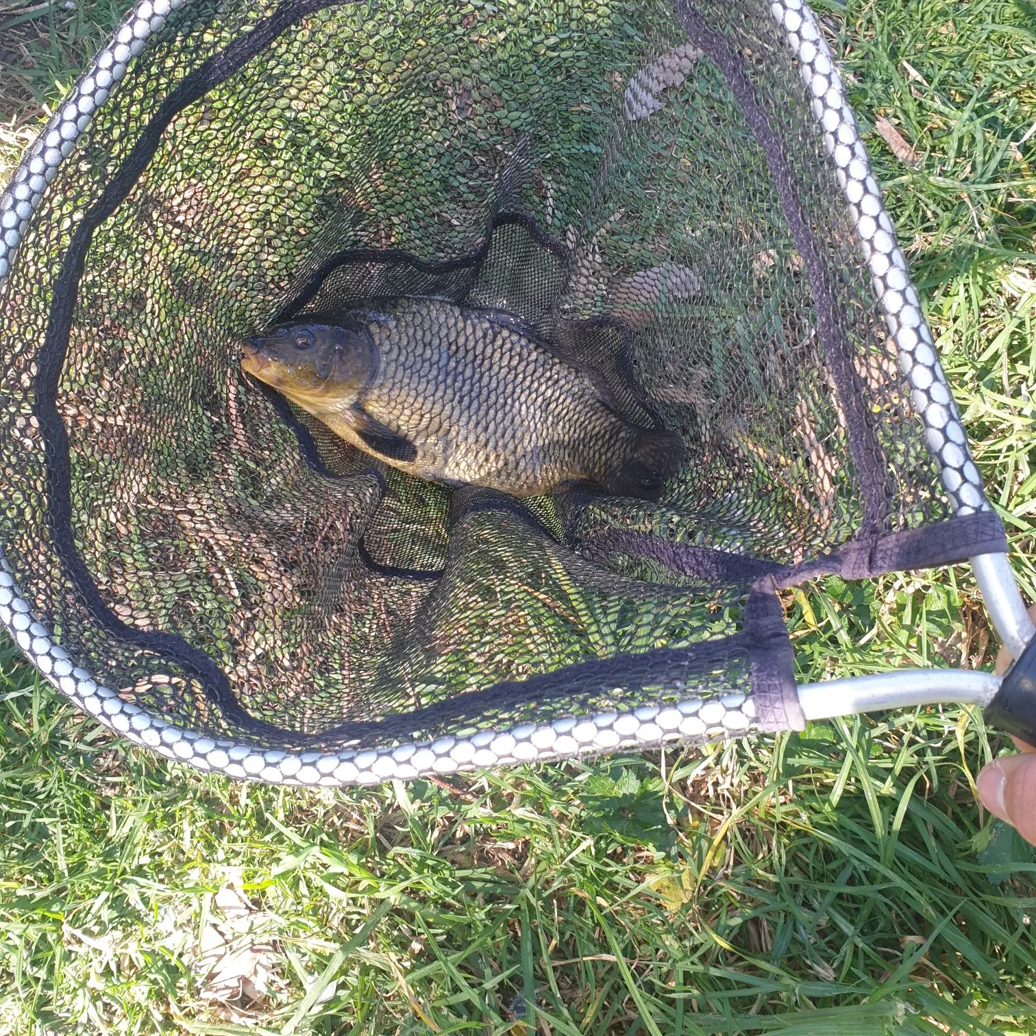 Common carp caught on Fishbrain