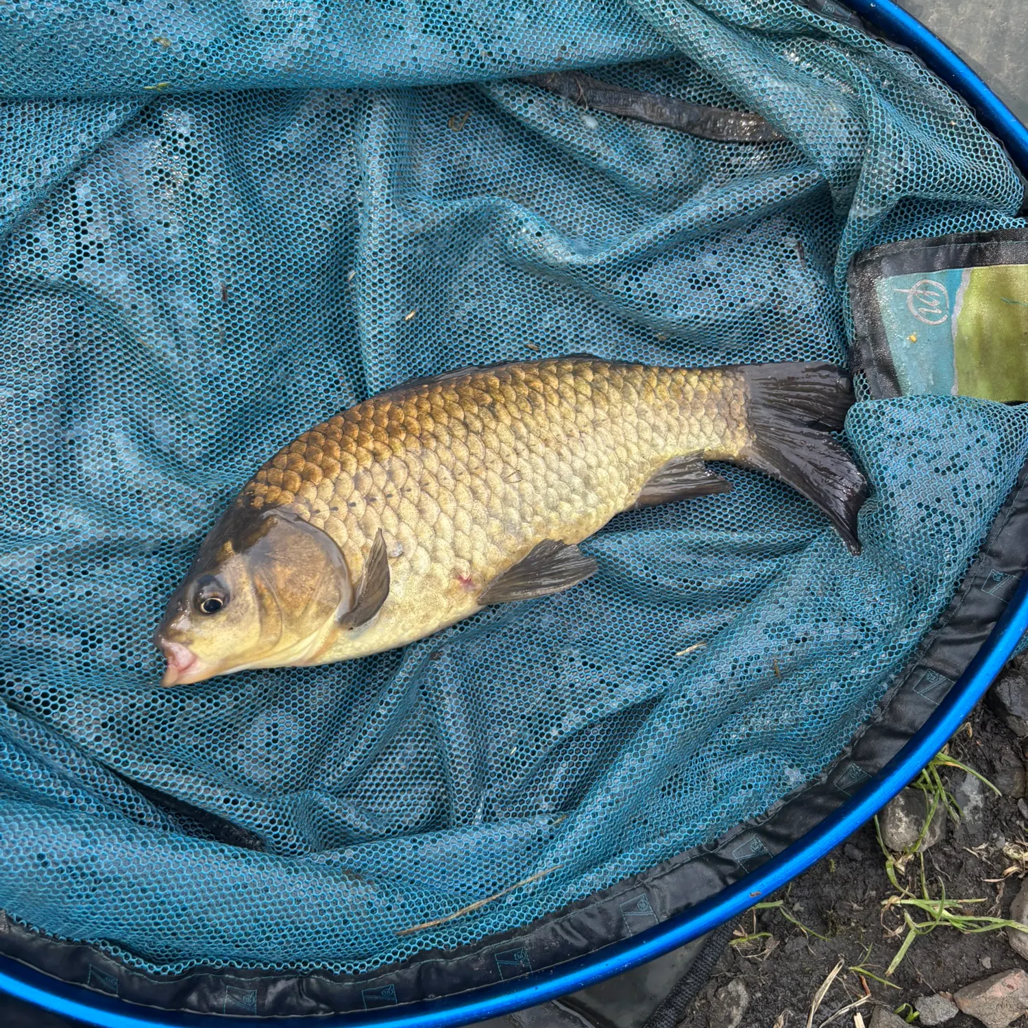 The most recent F1 carp catches on Fishbrain