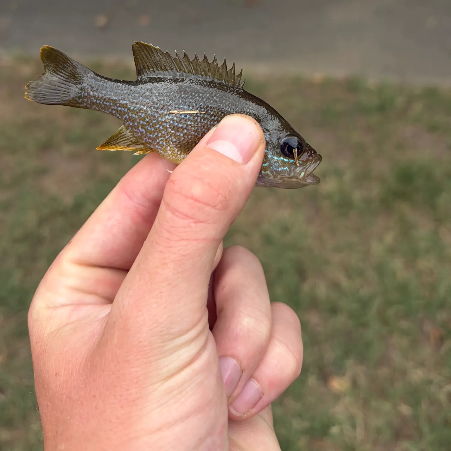 Green sunfish caught on Fishbrain
