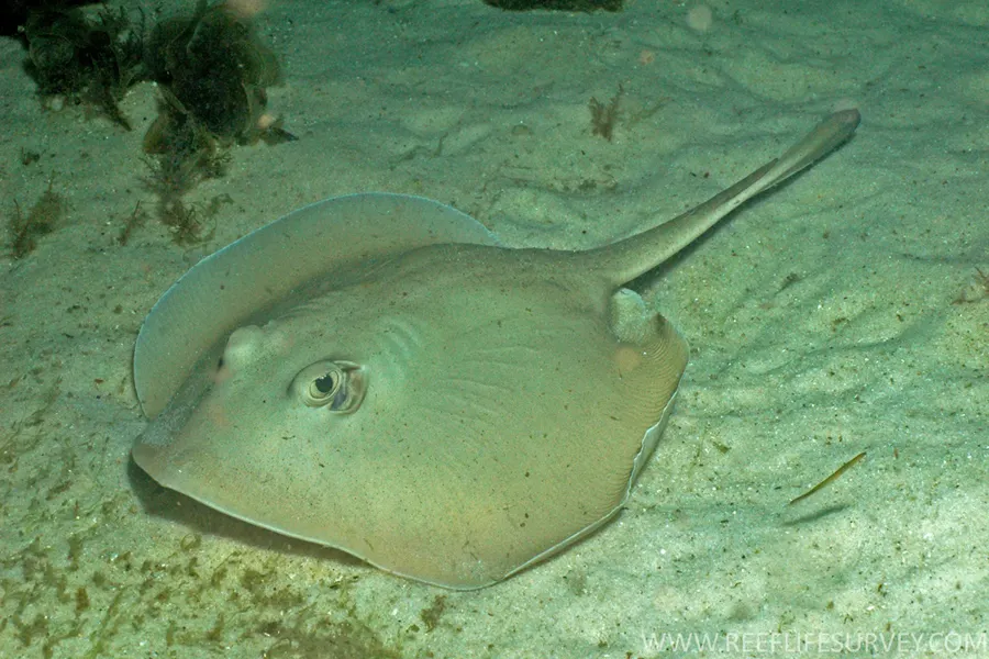 Common stingaree