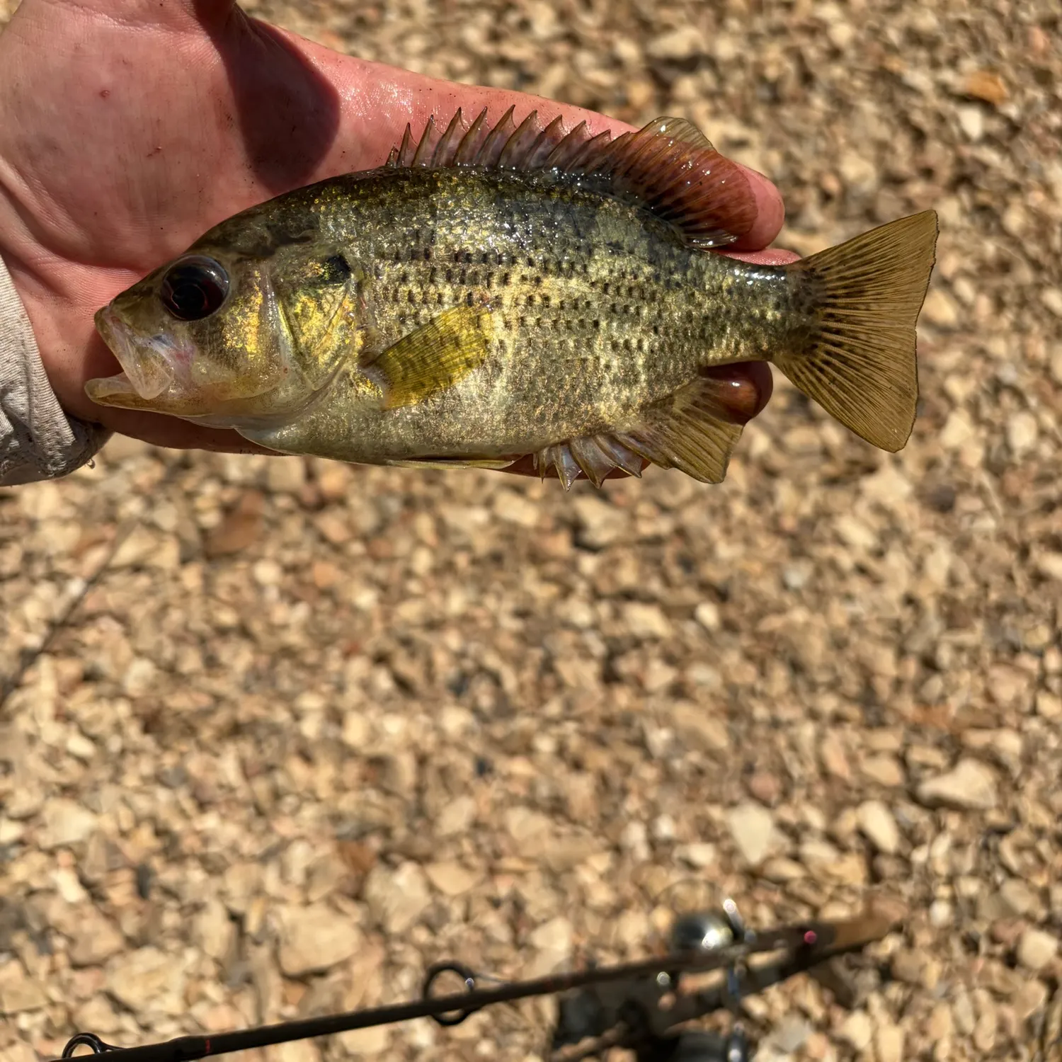 The most recent Shadow bass catches on Fishbrain