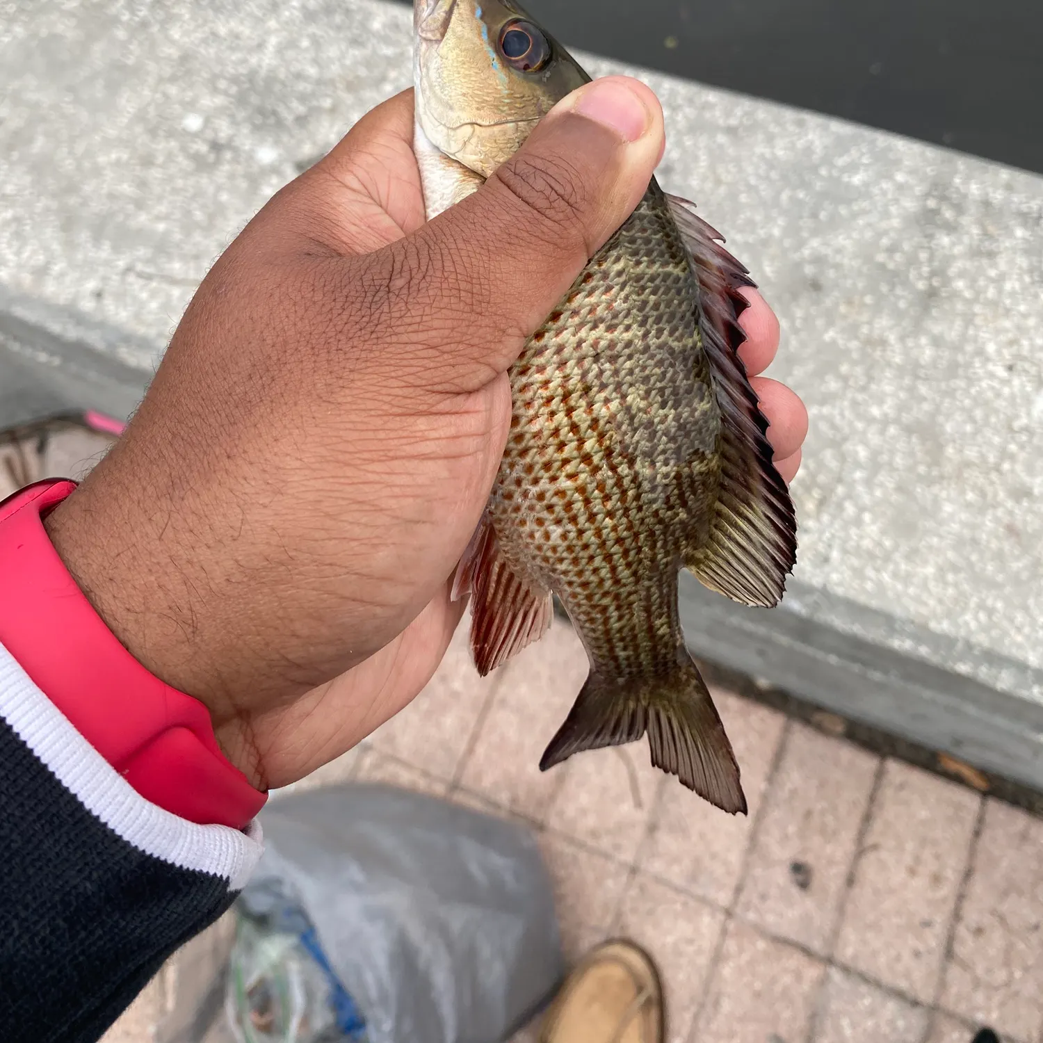 recently logged catches