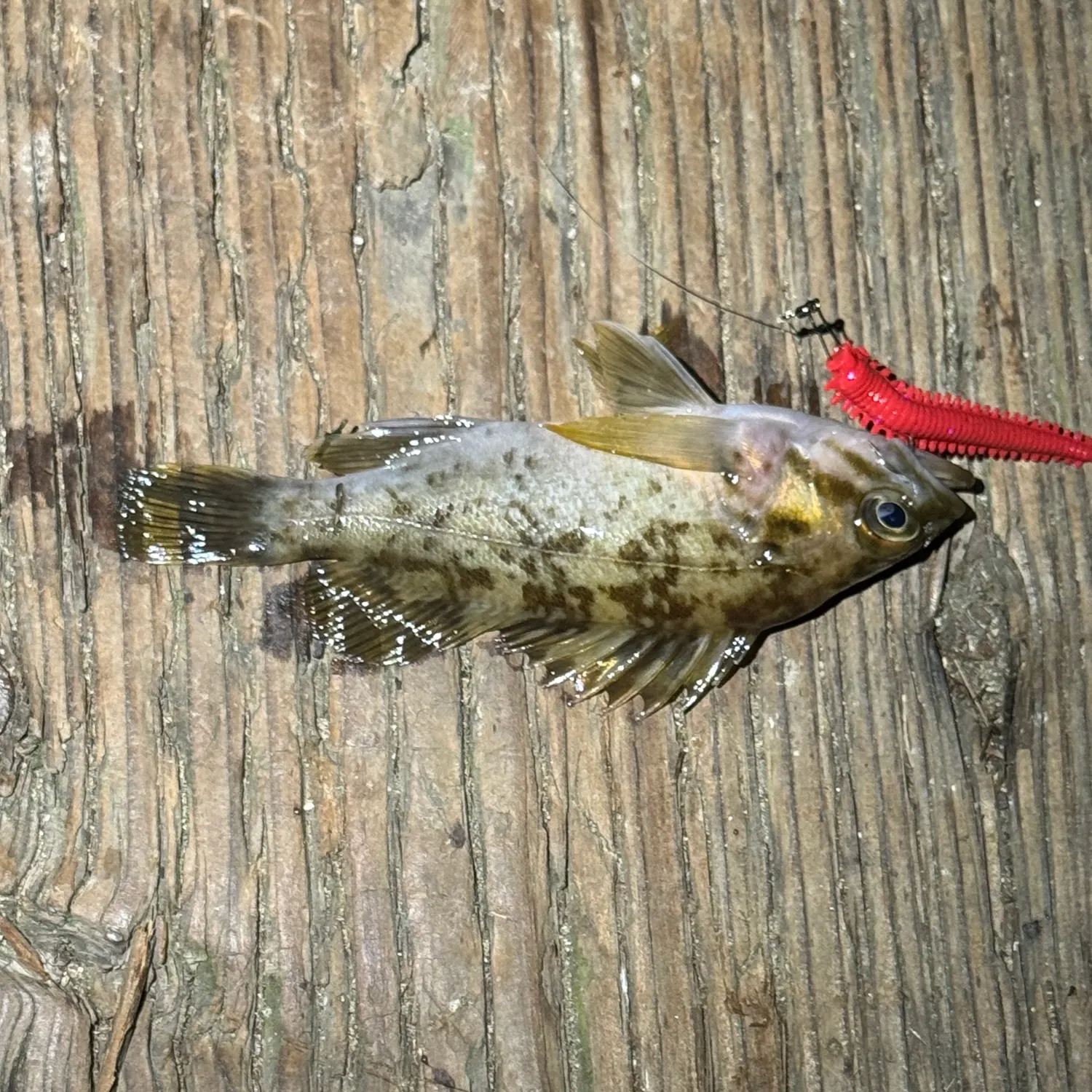 The most recent Copper rockfish catches on Fishbrain