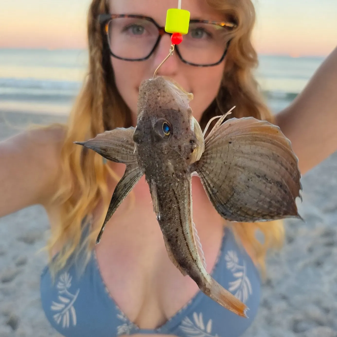 The most recent Northern searobin catches on Fishbrain