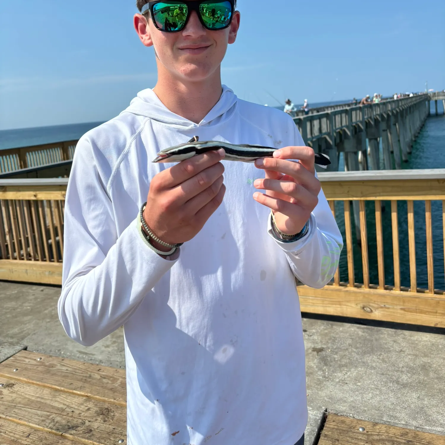 The most recent Live sharksucker catches on Fishbrain