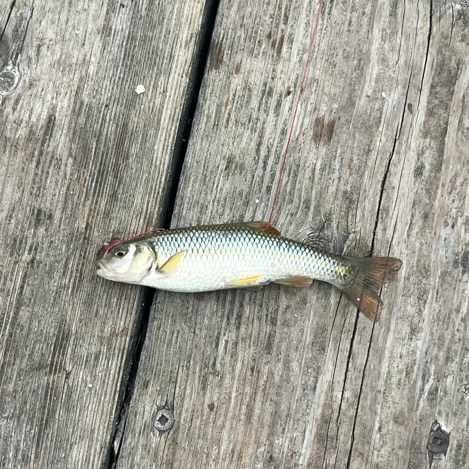 Fish caught on Fishbrain