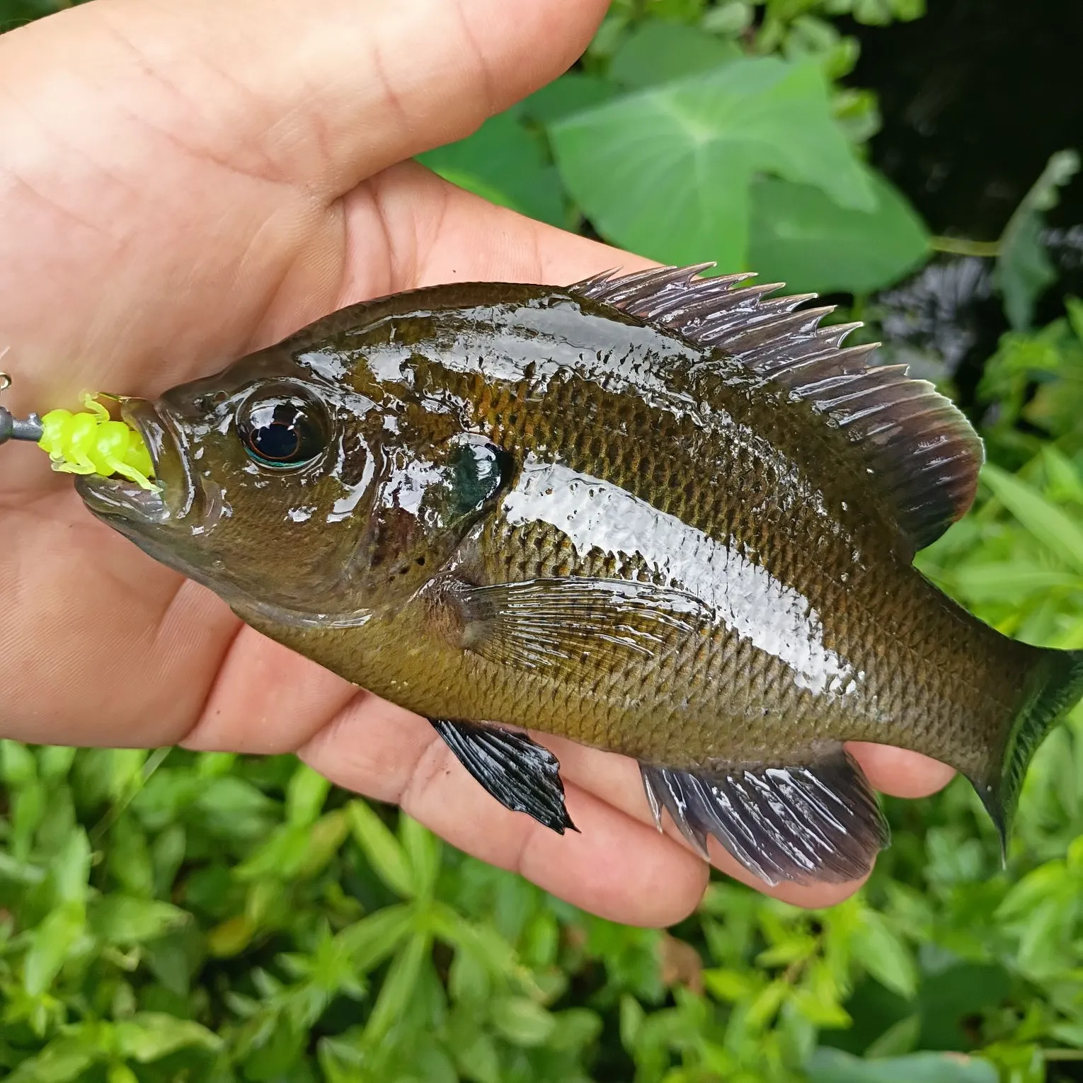 The most recent Spotted sunfish catches on Fishbrain