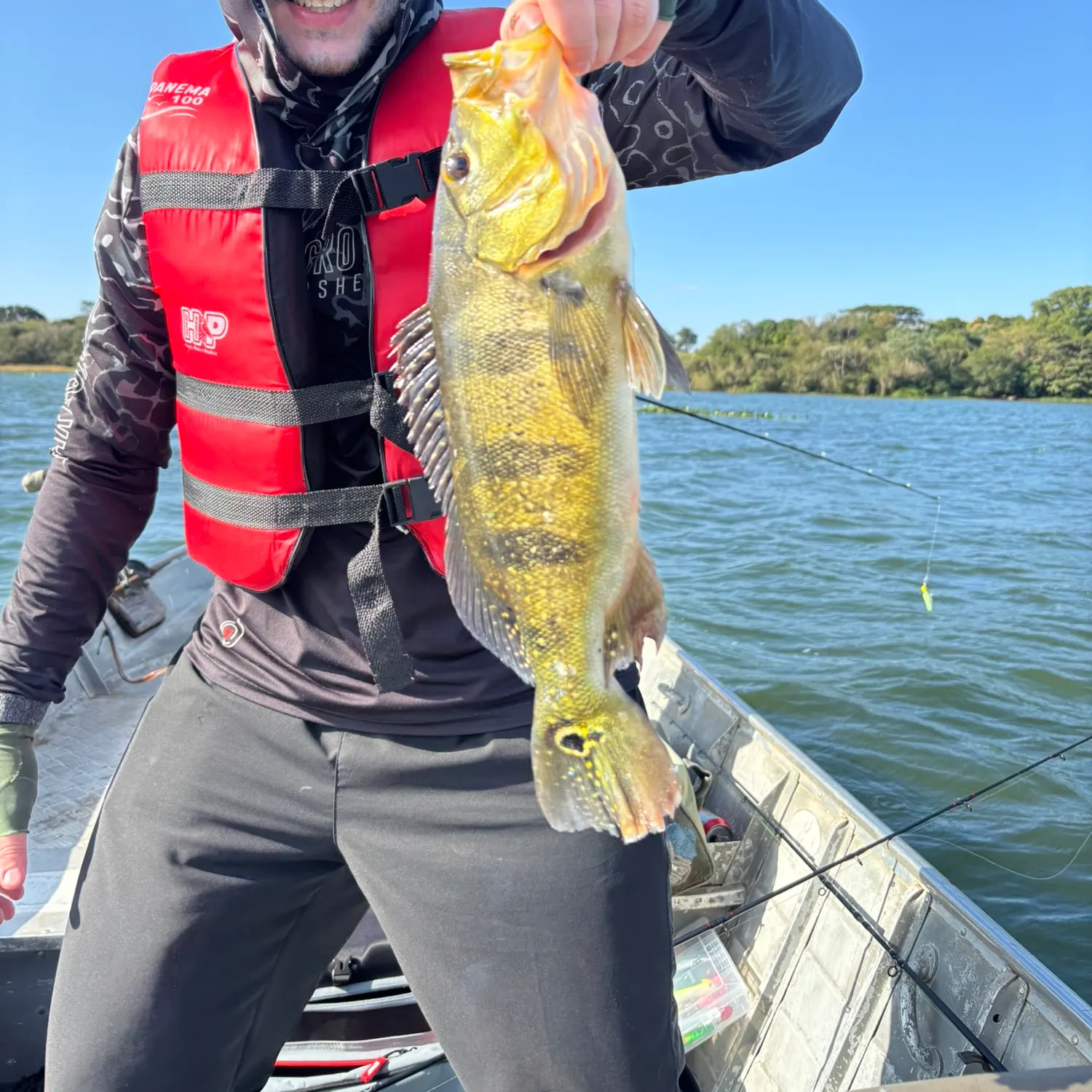 Butterfly peacock bass caught on Fishbrain