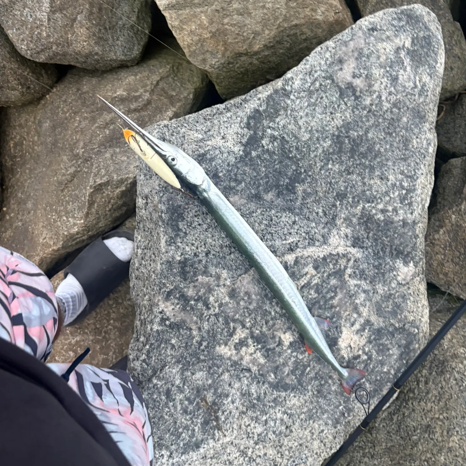 The most recent Flat needlefish catches on Fishbrain