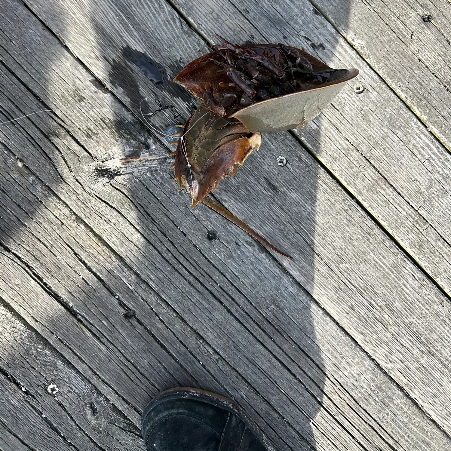 The most recent Atlantic horseshoe crab catches on Fishbrain
