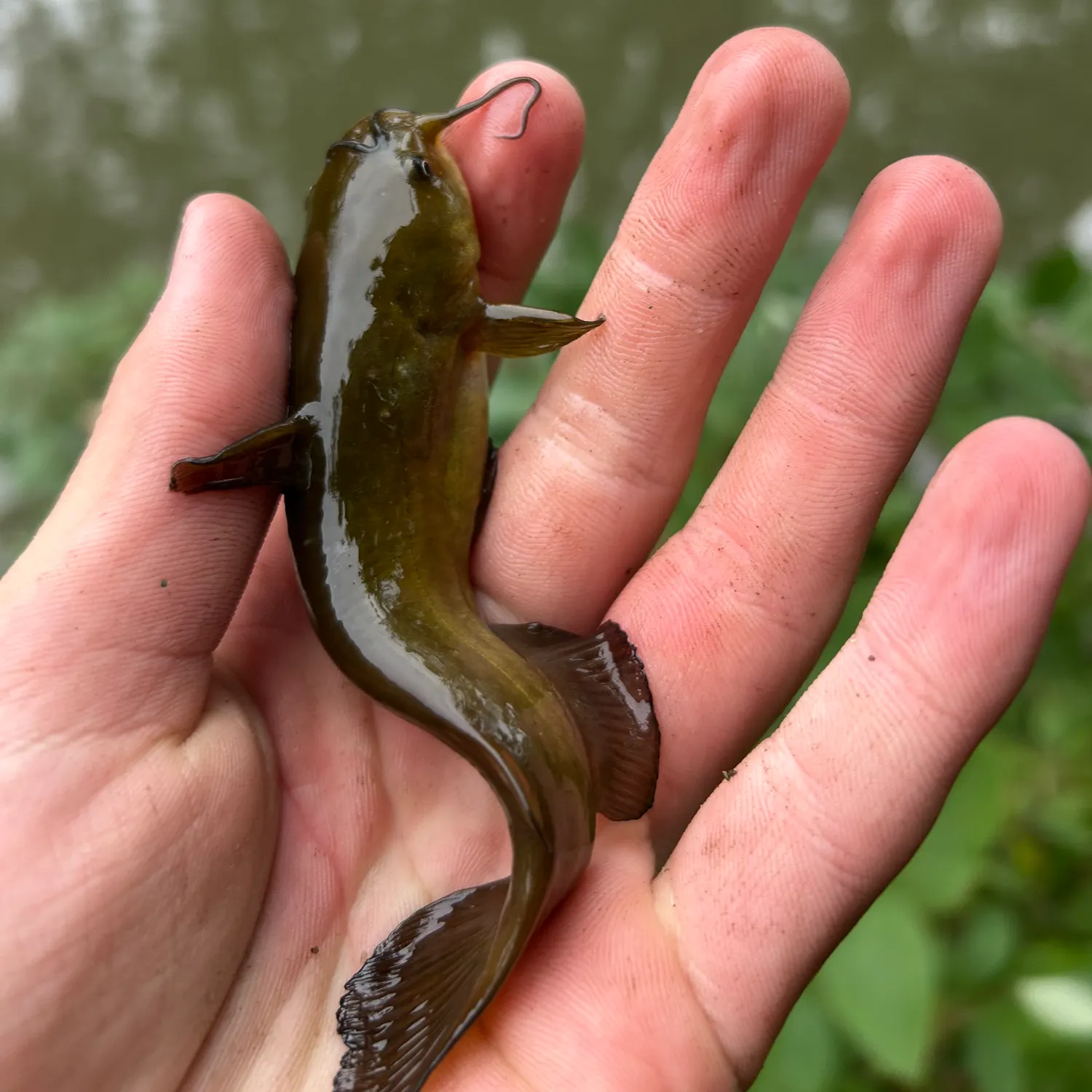 Yellow bullhead caught on Fishbrain