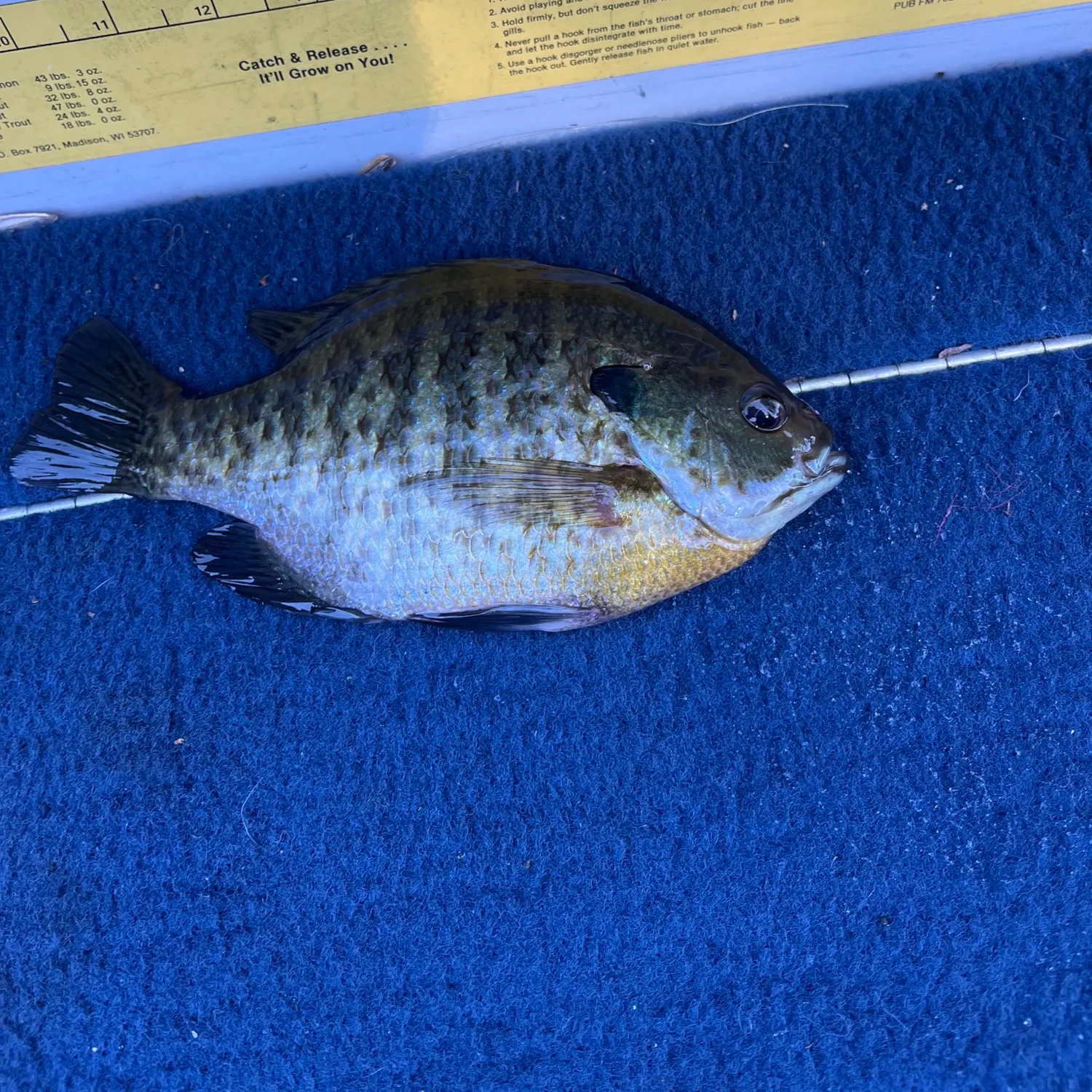 recently logged catches