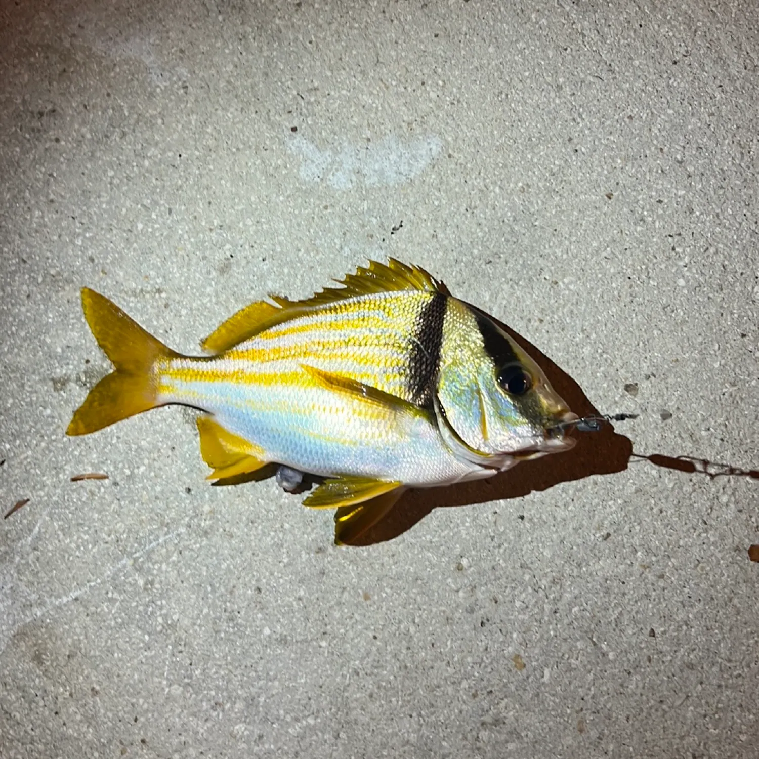 The most recent Atlantic porkfish catches on Fishbrain