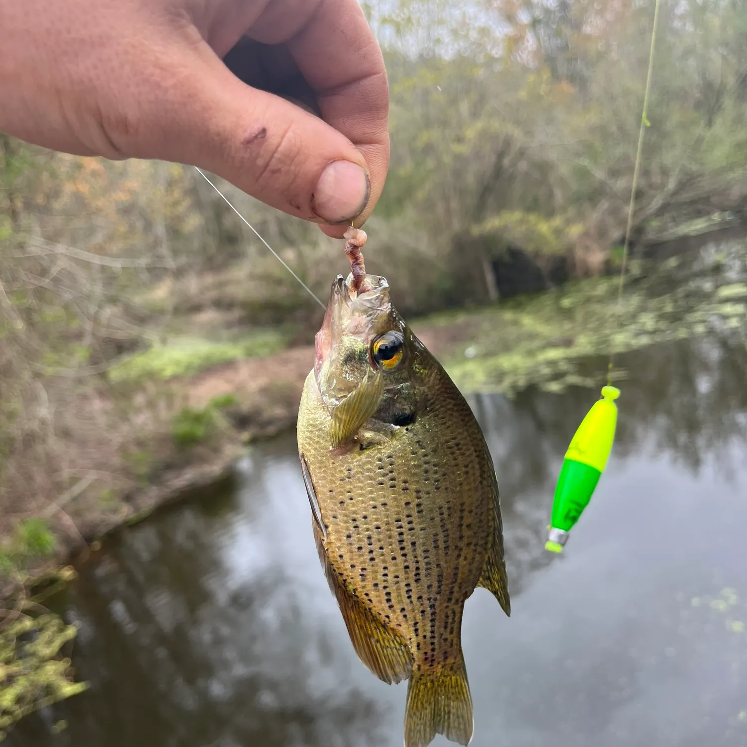 The most recent Roanoke bass catches on Fishbrain