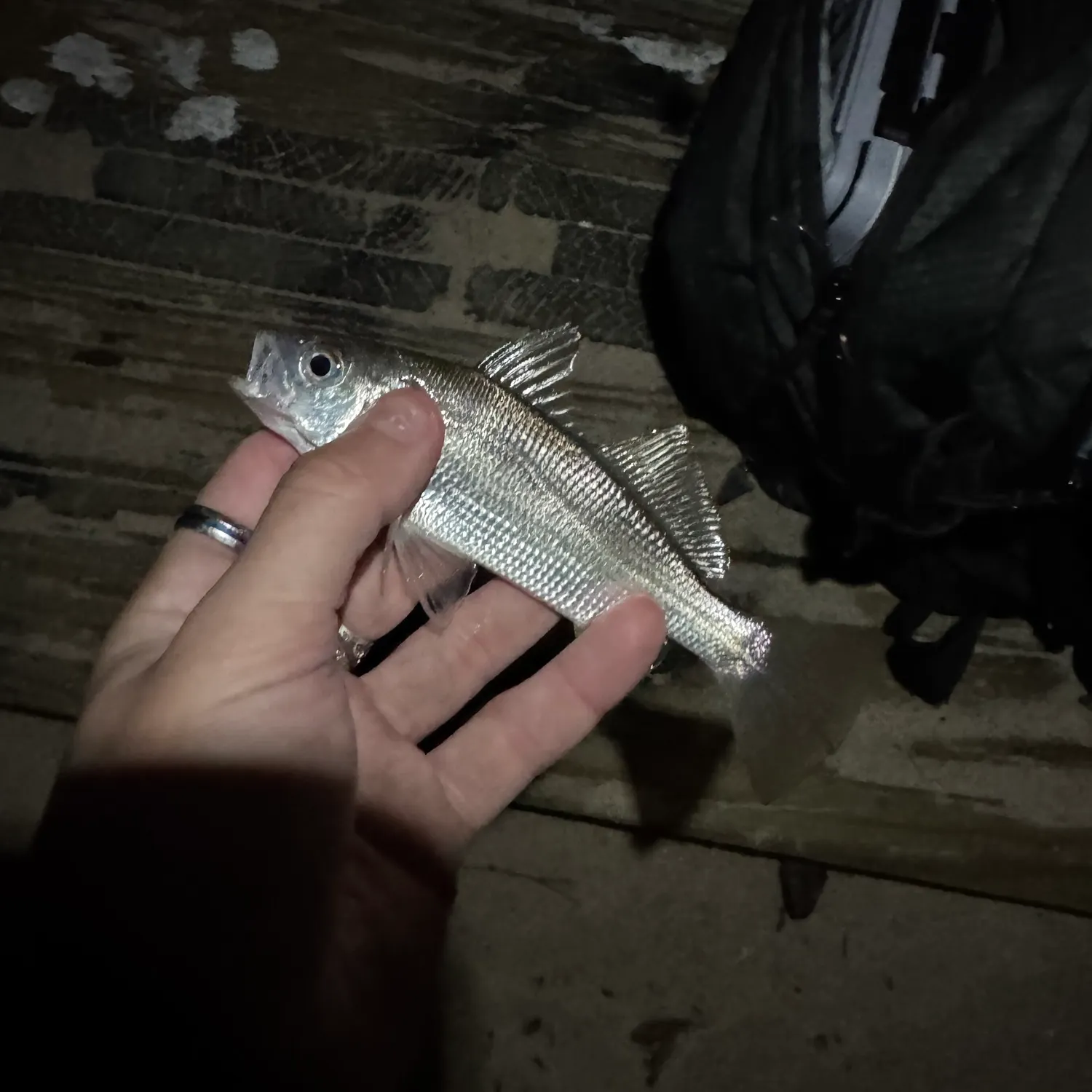 The most recent Silver perch catches on Fishbrain