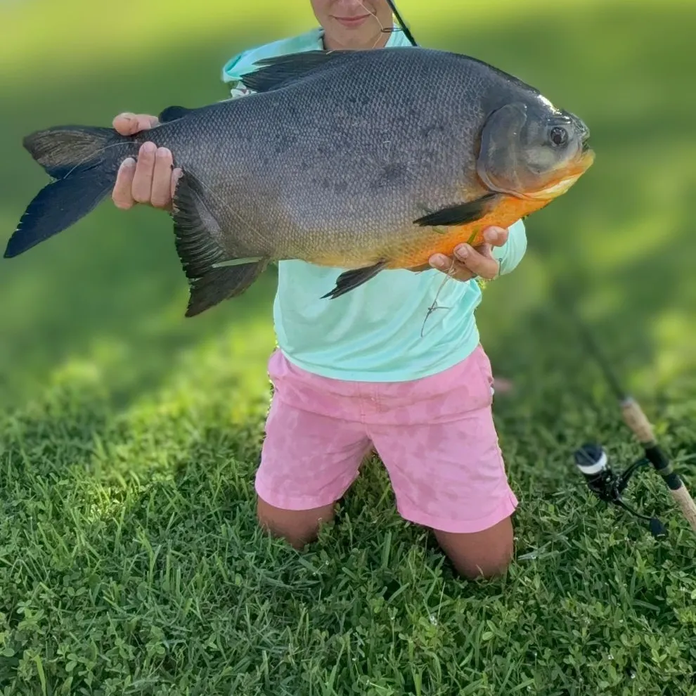 The most recent Red-bellied pacu catches on Fishbrain