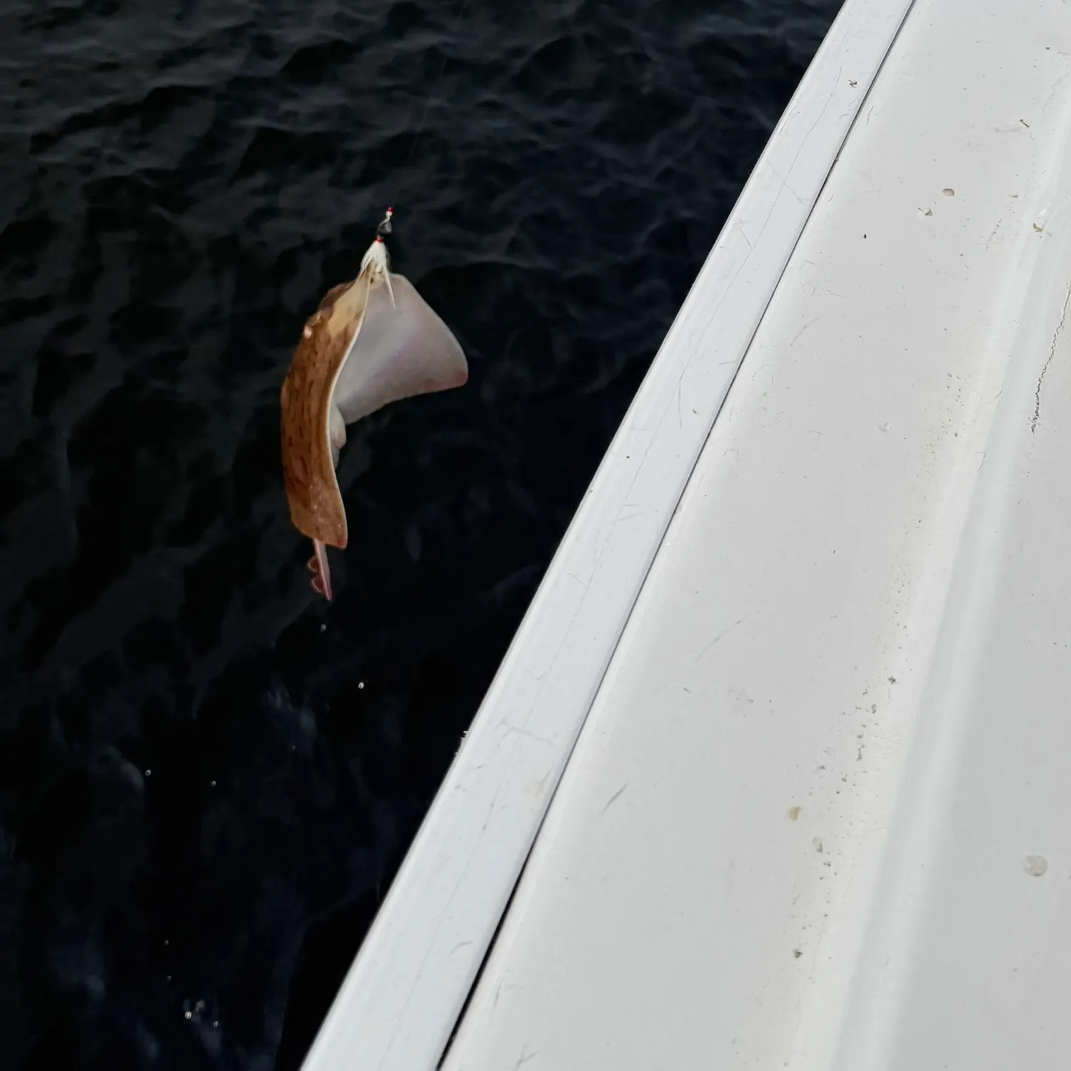 The most recent Clearnose skate catches on Fishbrain