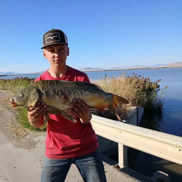 The most recent Mirror carp catches on Fishbrain