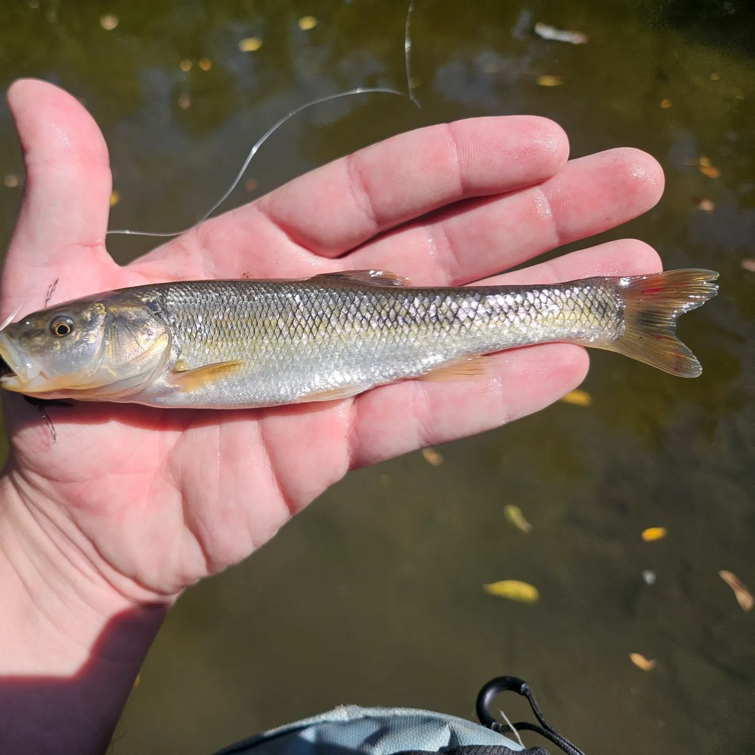 Creek chub caught on Fishbrain