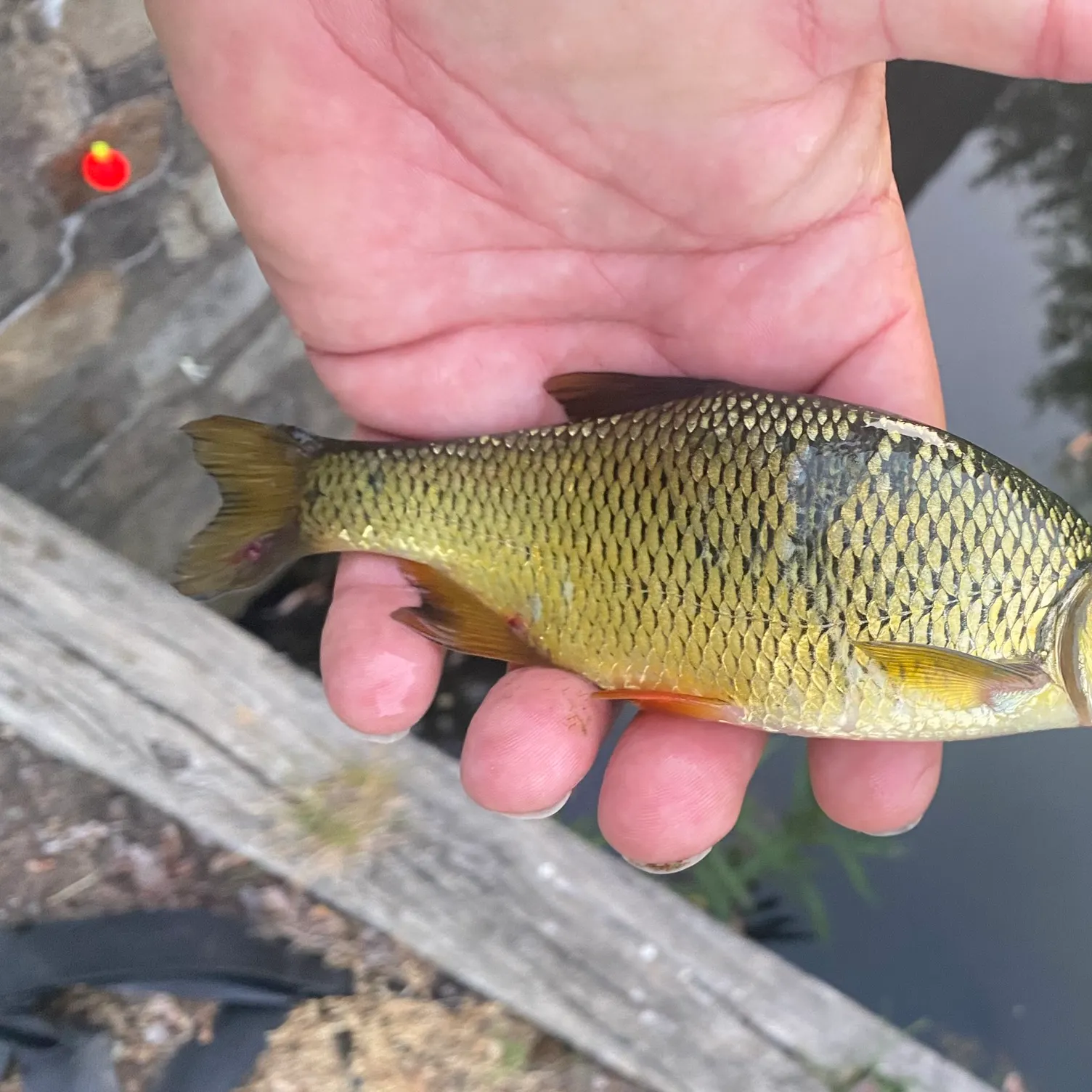 The most recent Golden shiner catches on Fishbrain