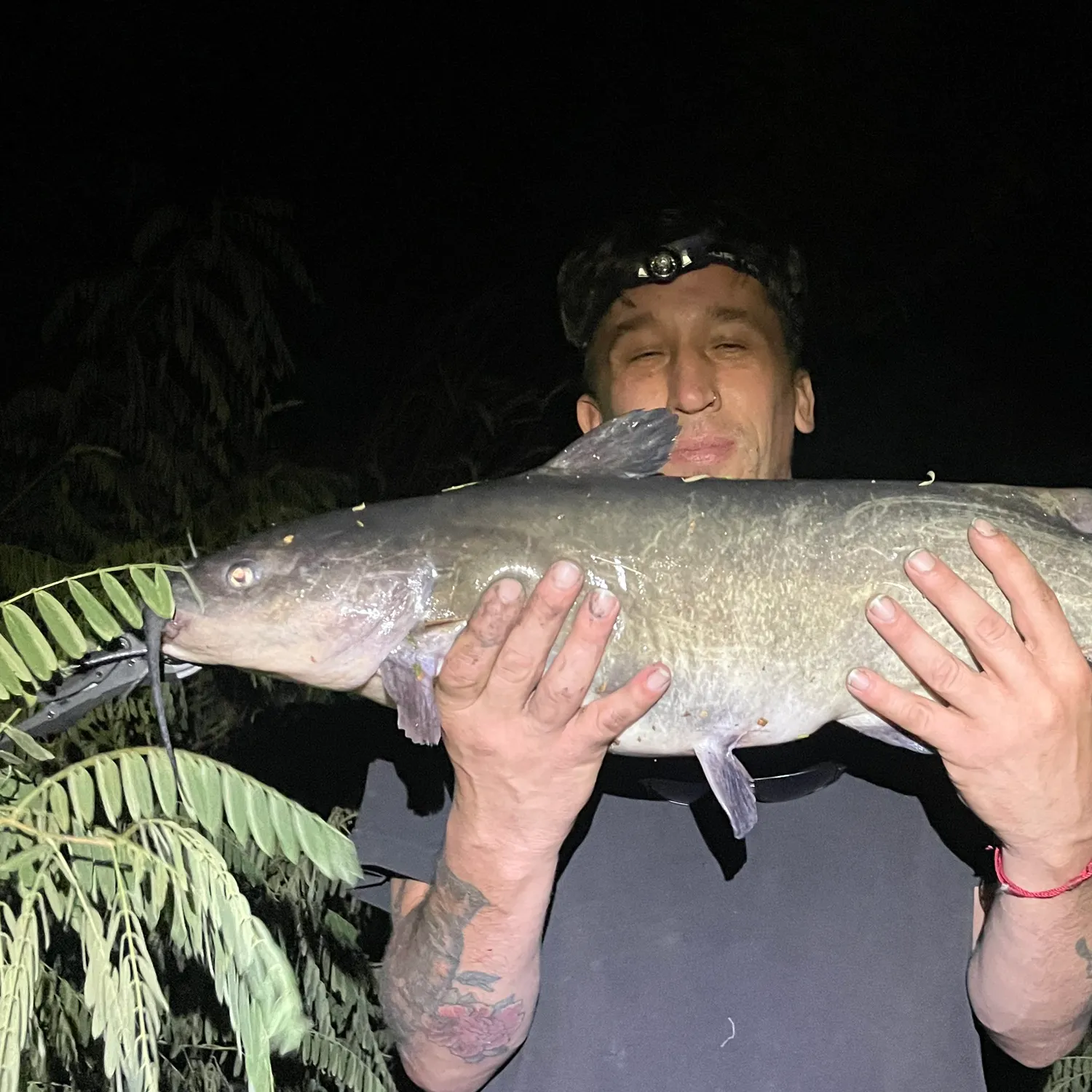 Channel catfish caught on Fishbrain