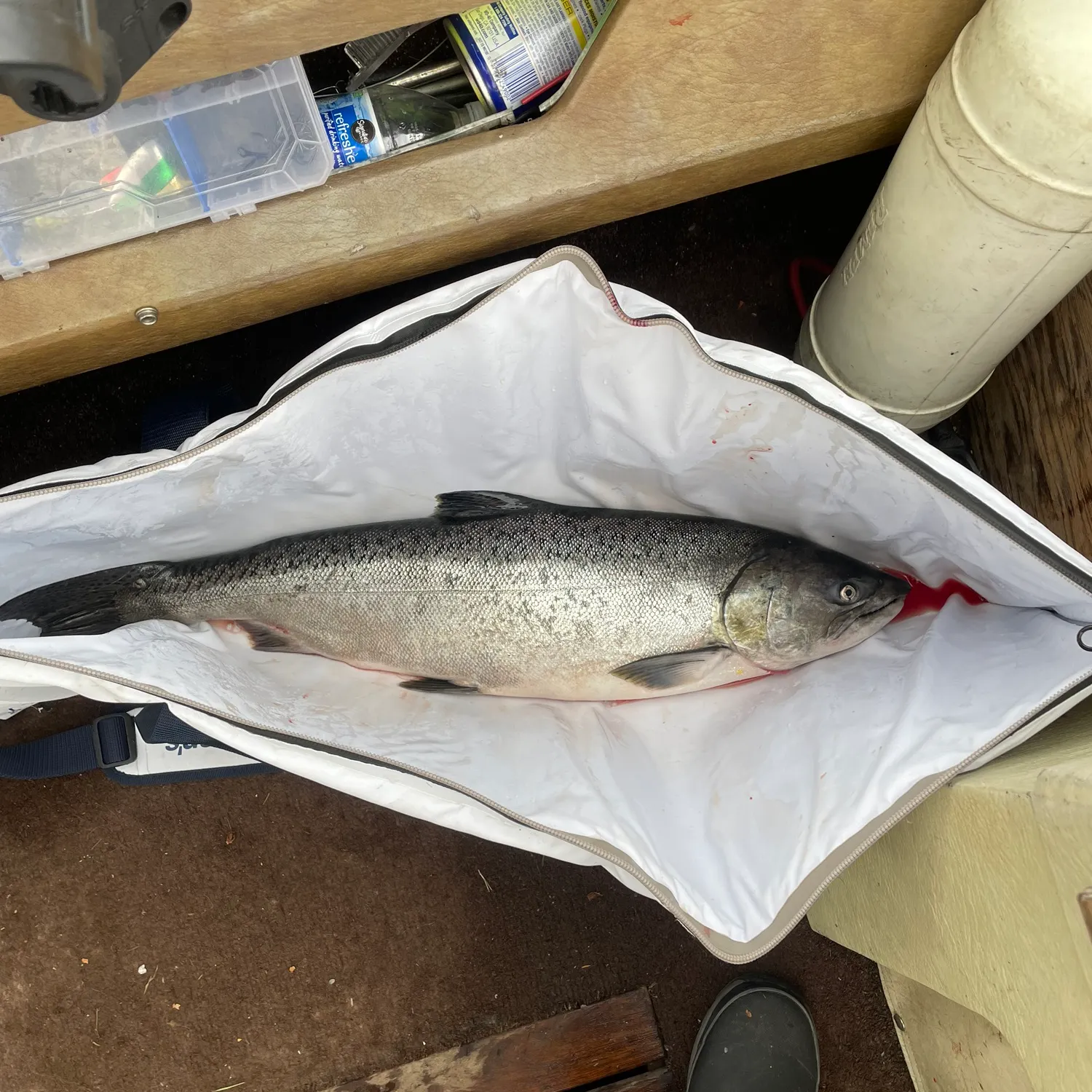Chinook salmon caught on Fishbrain