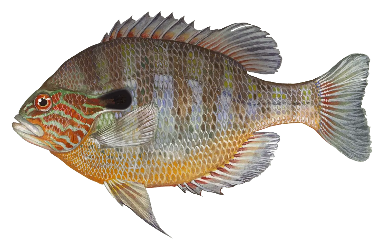 Longear sunfish