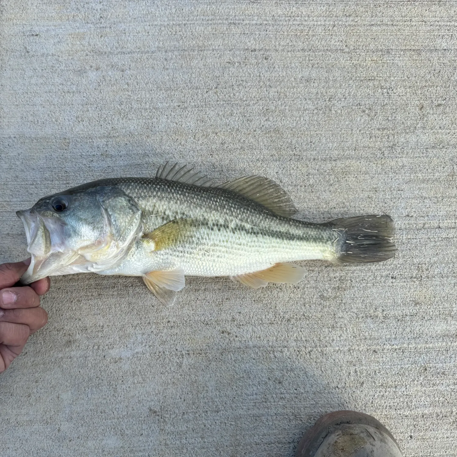 The most recent Spotted bass catches on Fishbrain