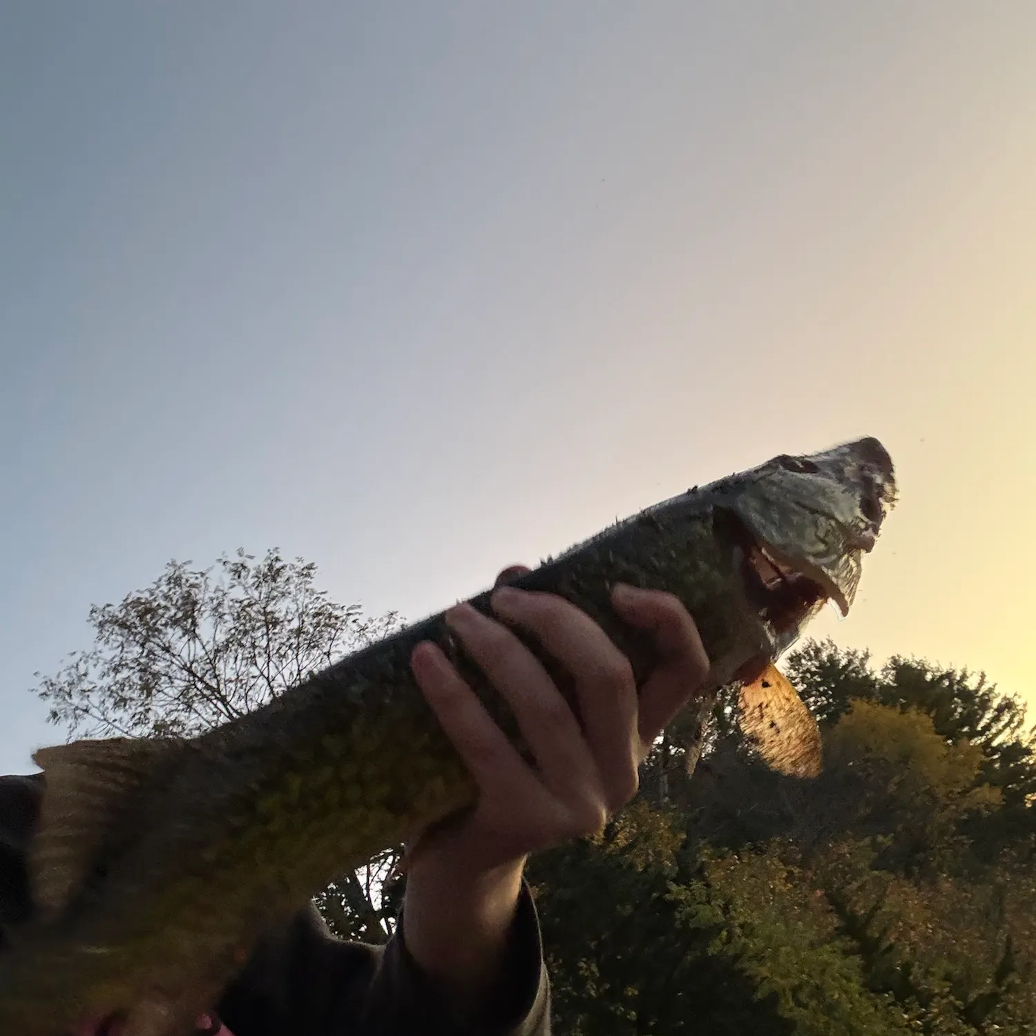Chain pickerel caught on Fishbrain