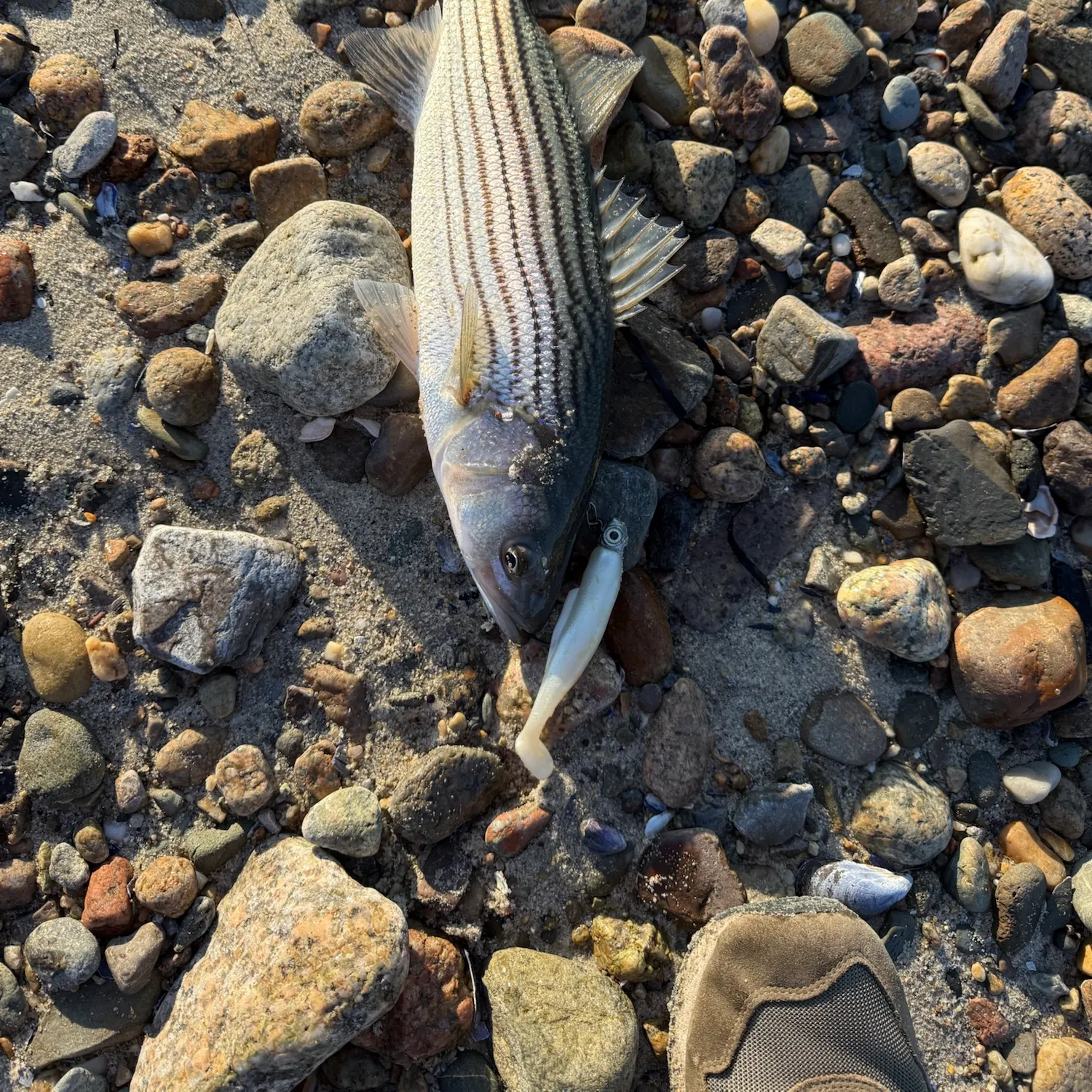 Striped bass caught on Fishbrain