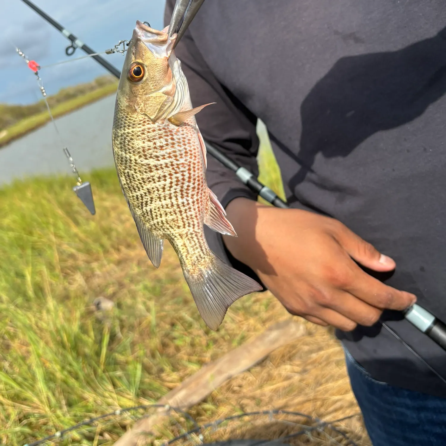 Mangrove snapper caught on Fishbrain