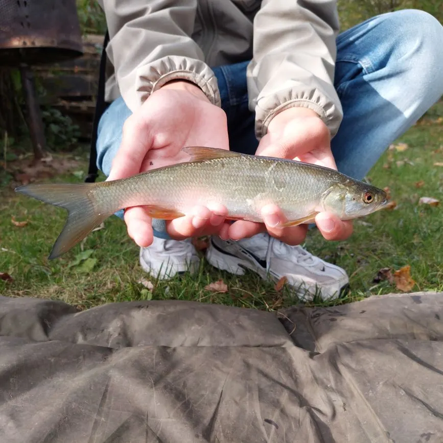 European perch caught on Fishbrain