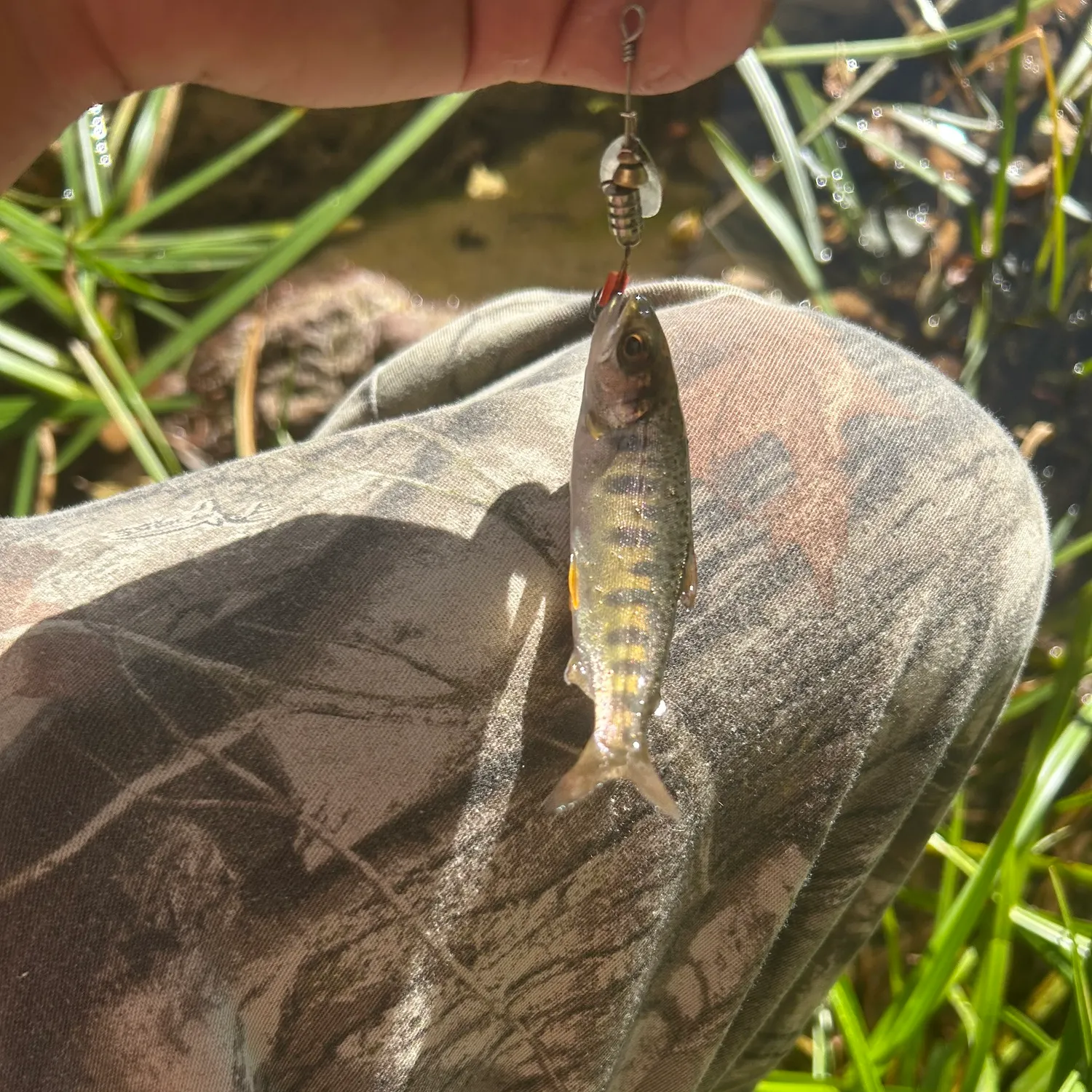 Chinook salmon caught on Fishbrain