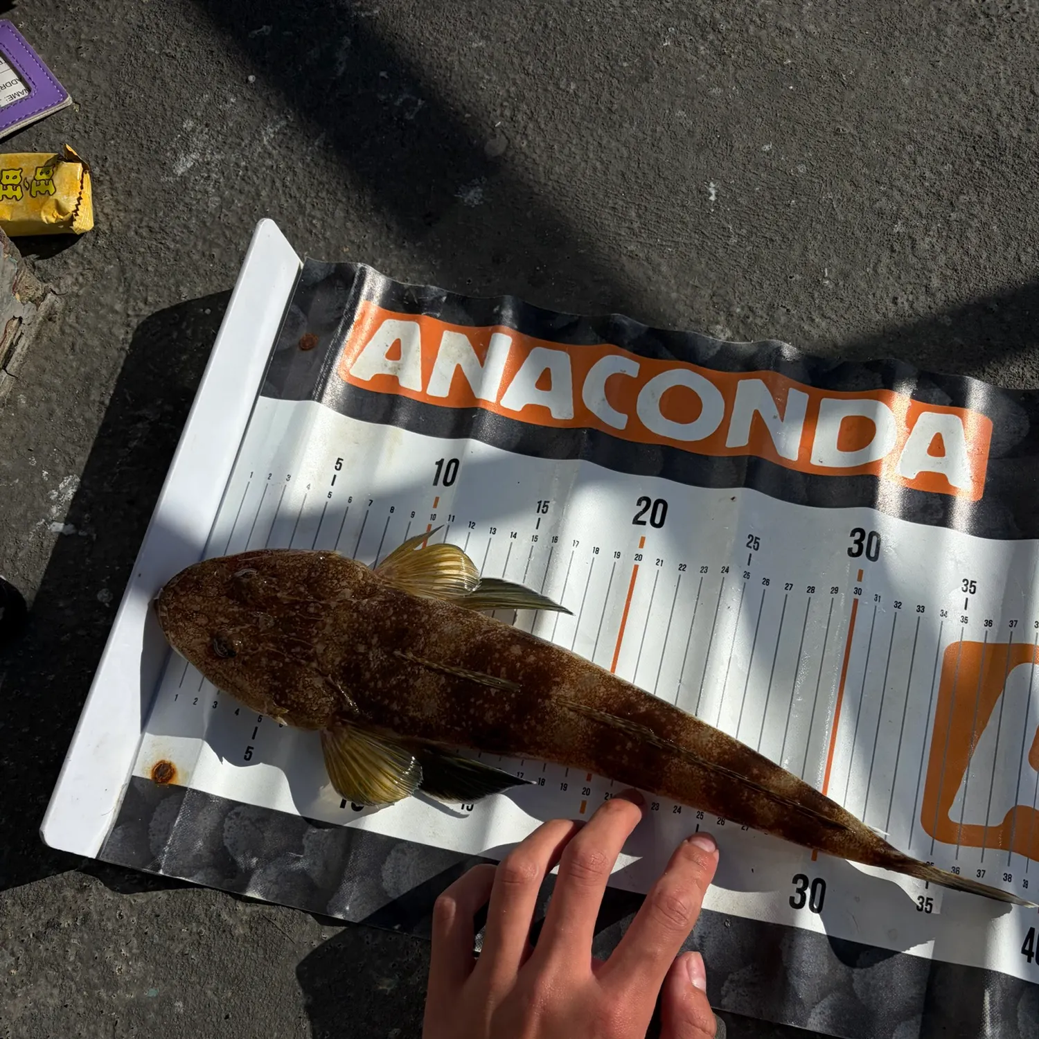 The most recent Fringe-eyed flathead catches on Fishbrain
