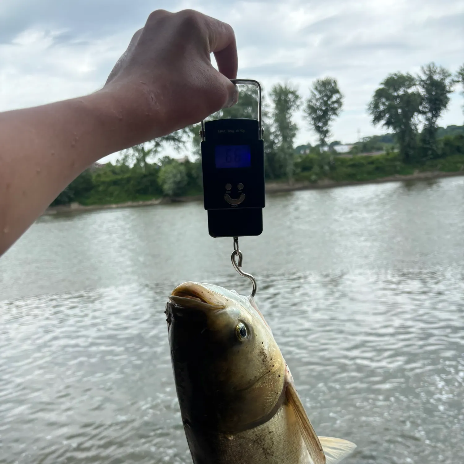 The most recent Silver carp catches on Fishbrain