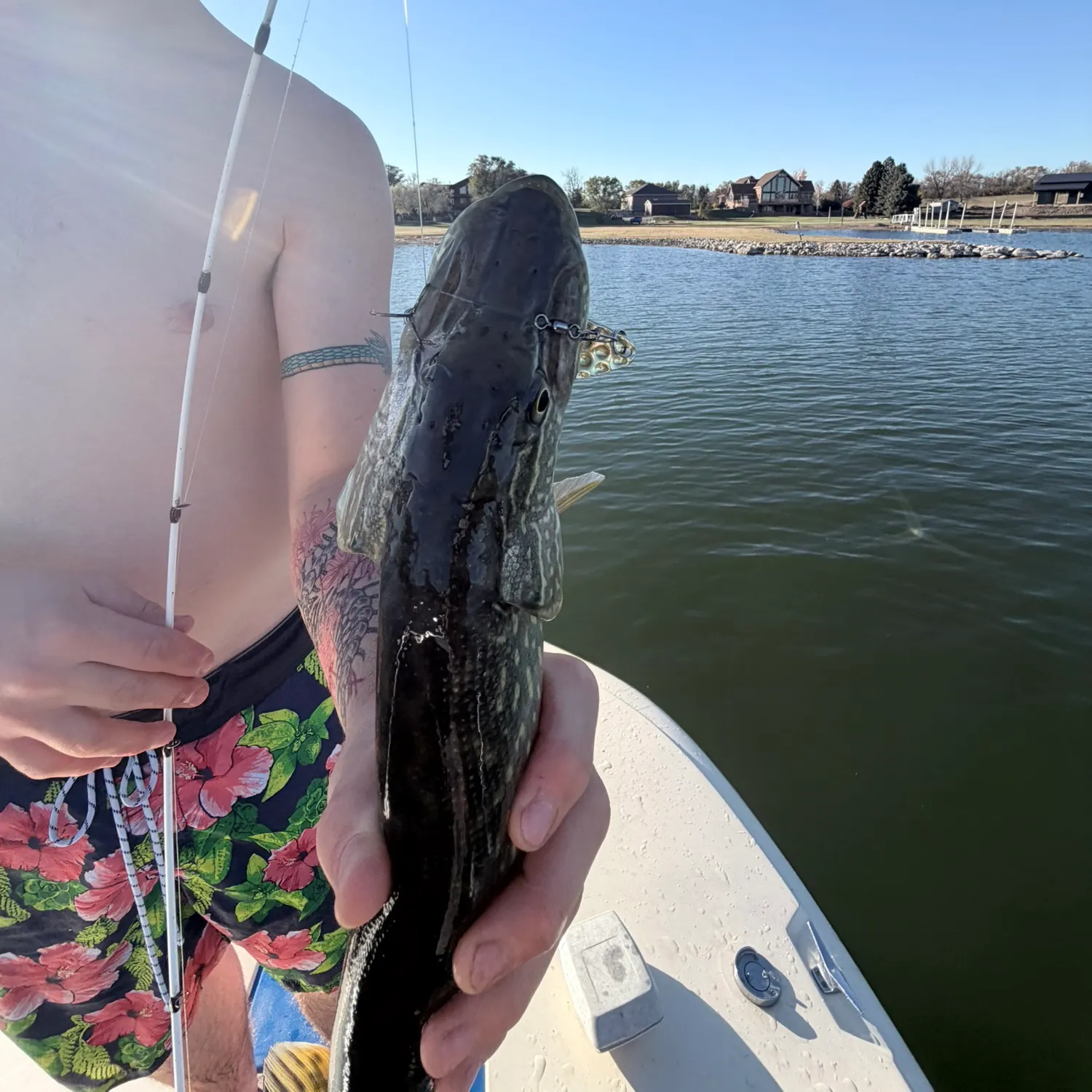 Northern pike caught on Fishbrain