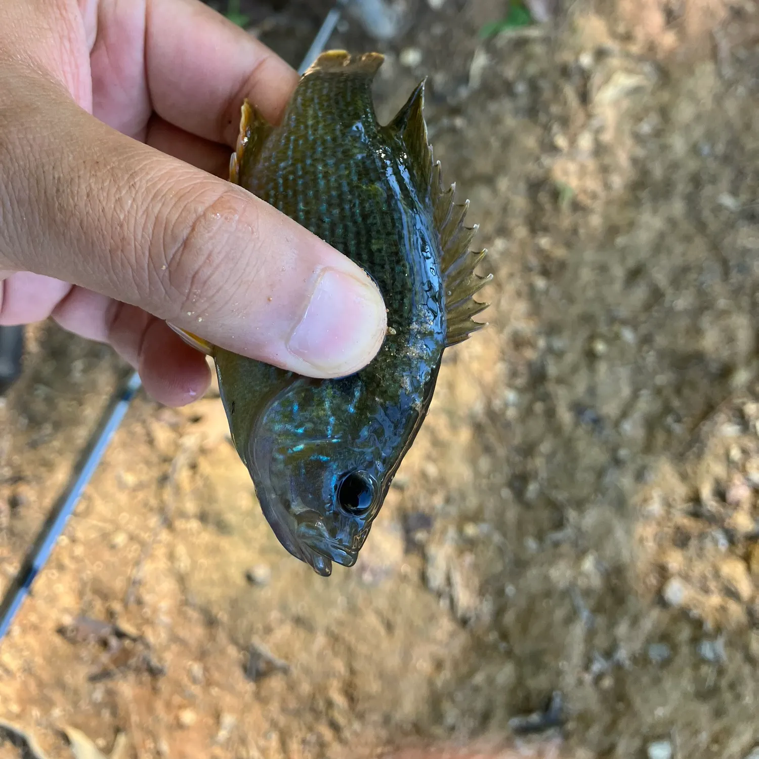 Green sunfish caught on Fishbrain