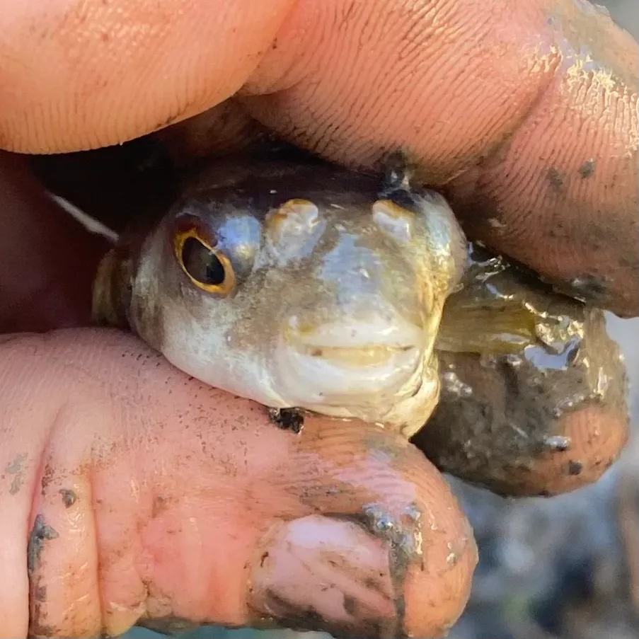 The most recent Smooth toadfish catches on Fishbrain