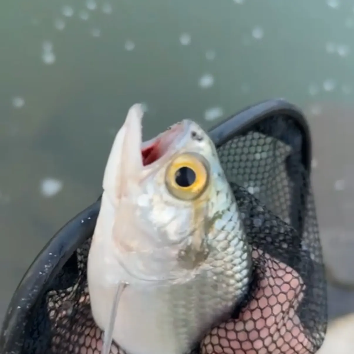 The most recent Goldeye catches on Fishbrain