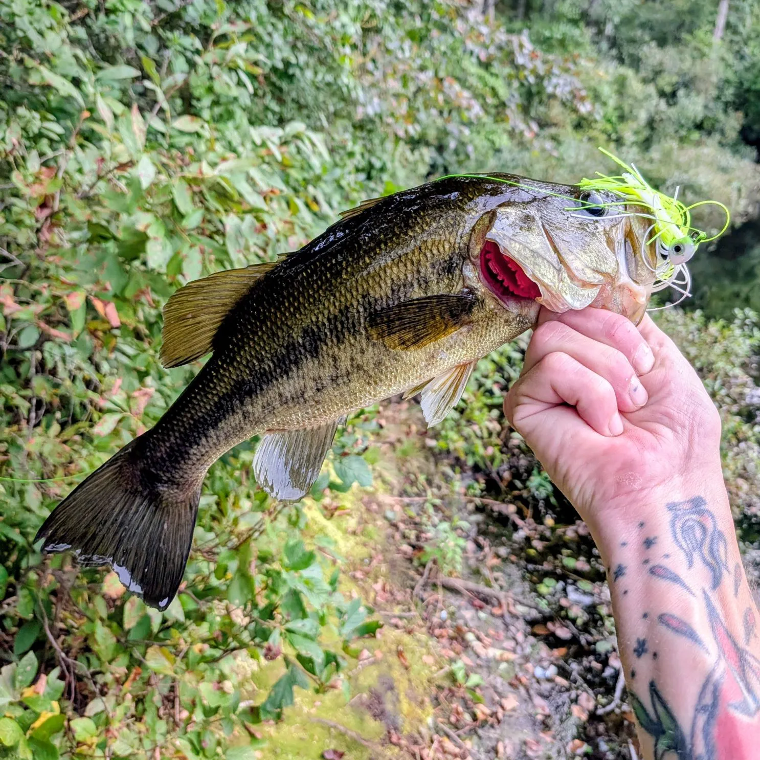 Largemouth bass caught on Fishbrain