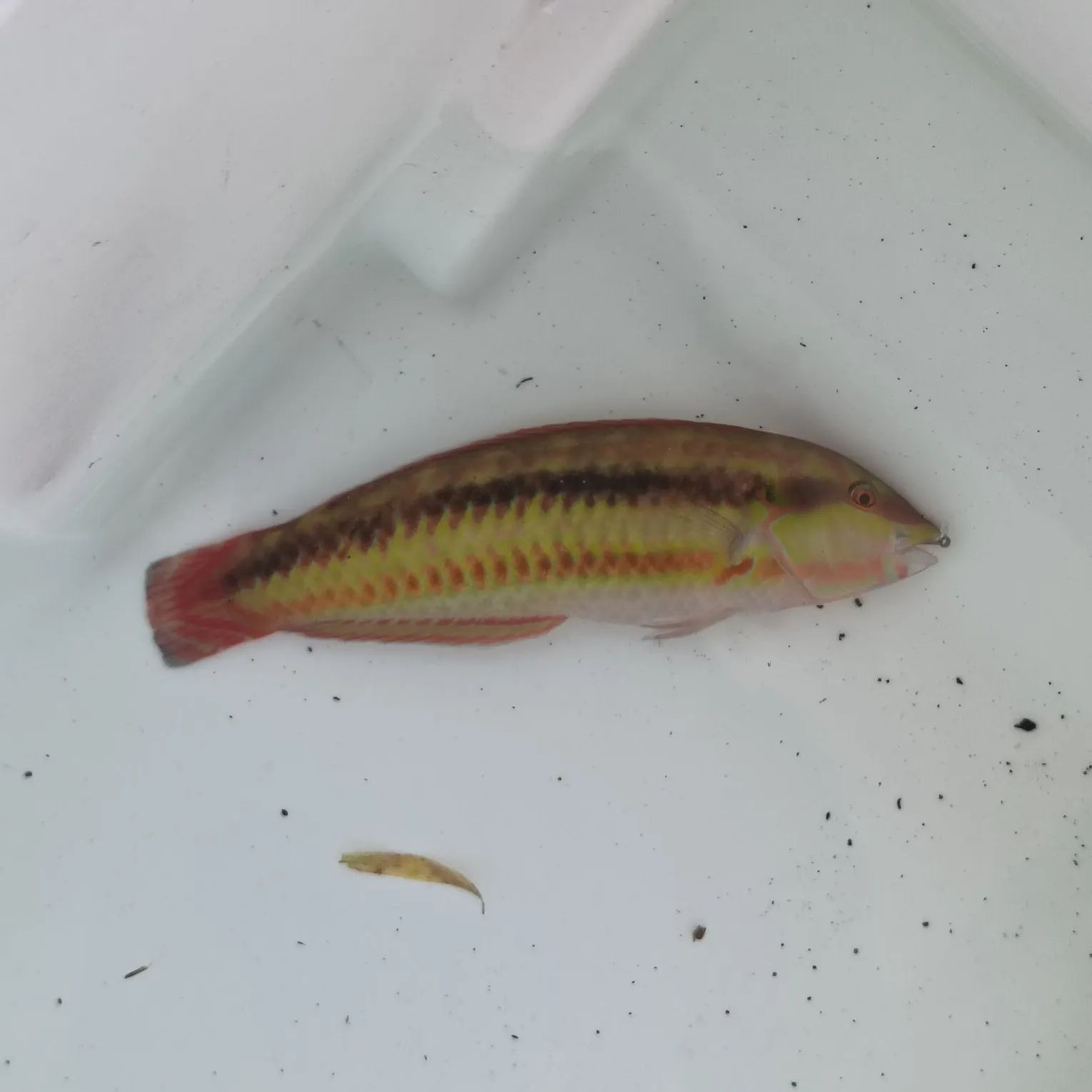The most recent Slippery dick wrasse catches on Fishbrain