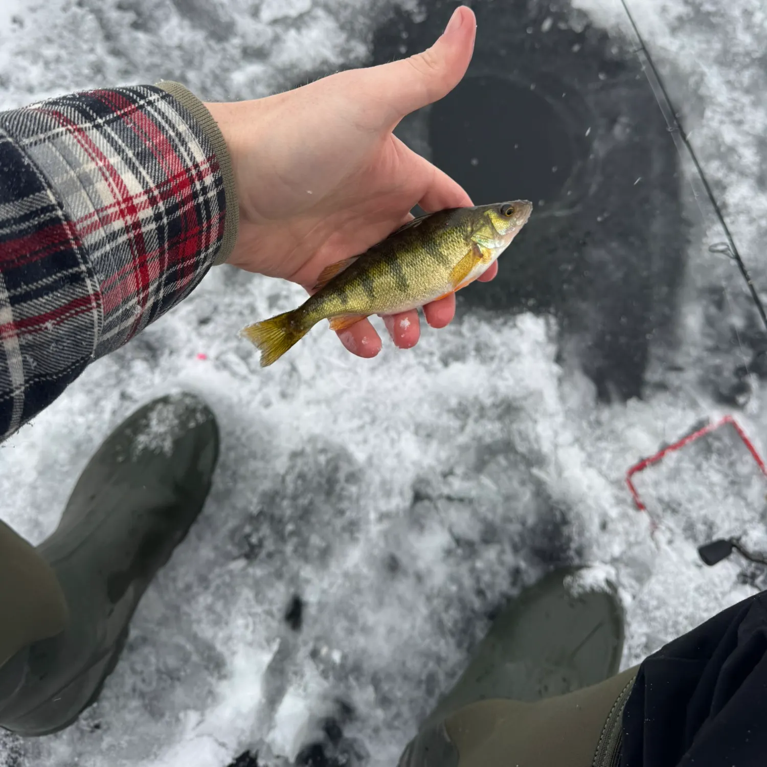 The most recent Yellow perch catches on Fishbrain