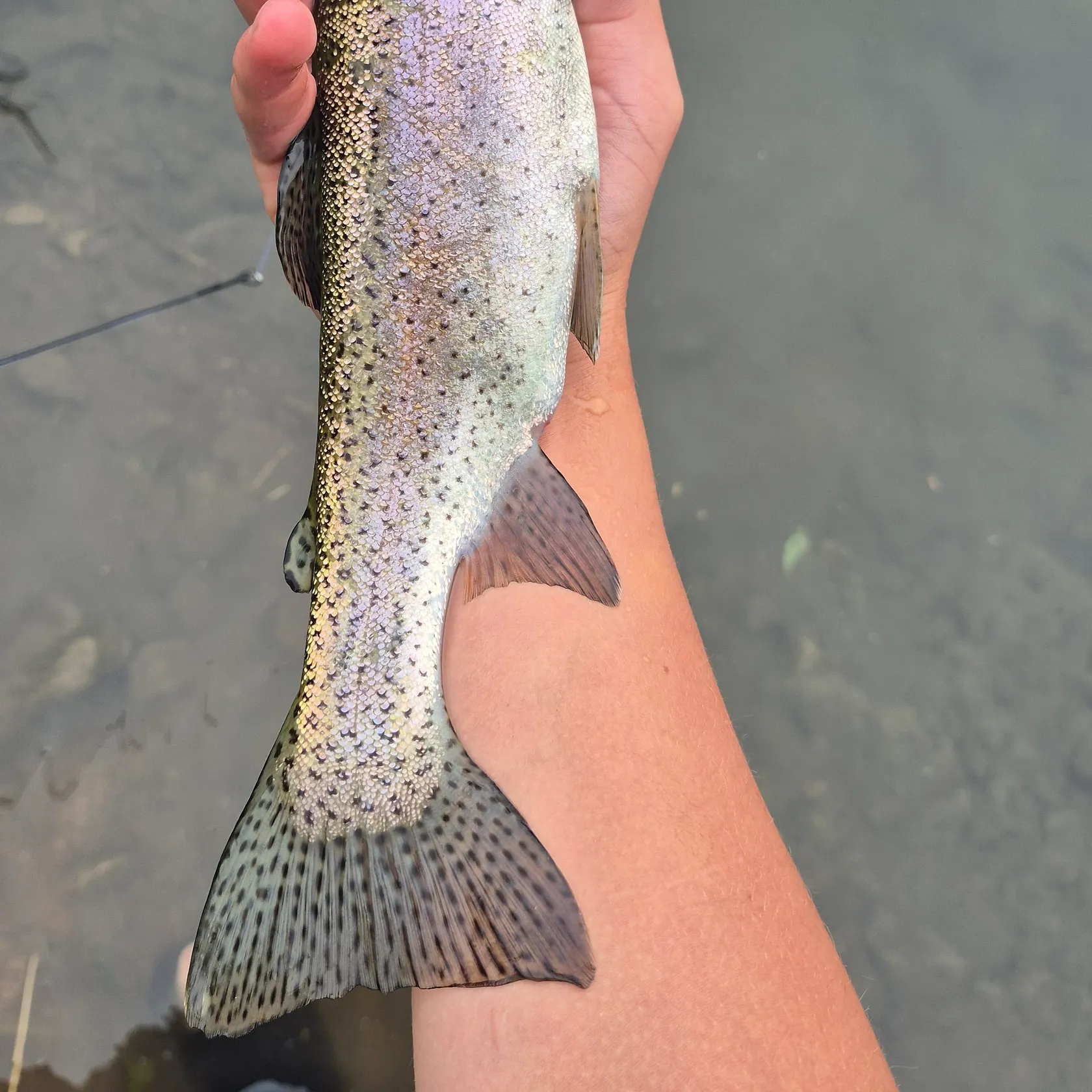 Rainbow trout caught on Fishbrain
