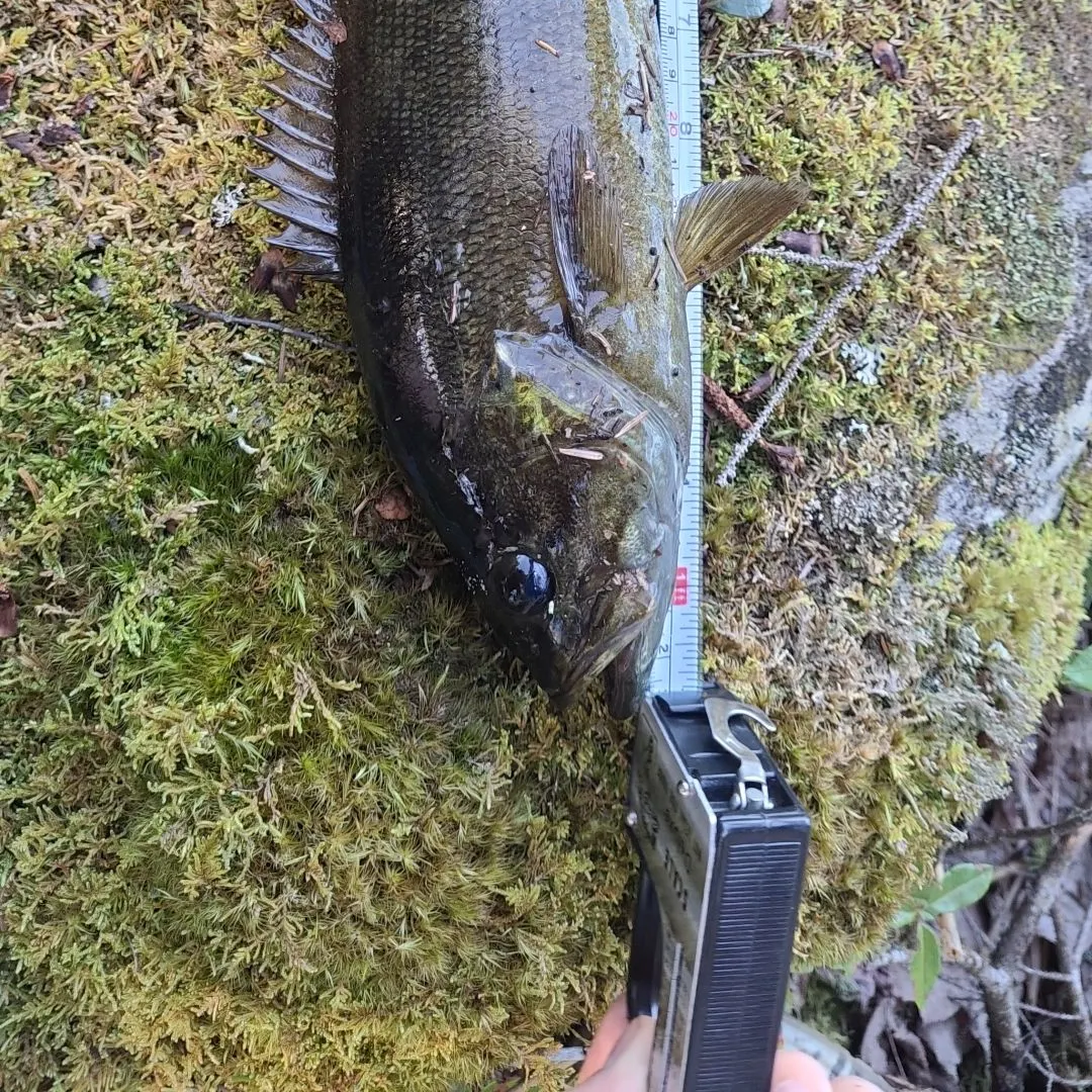Smallmouth bass caught on Fishbrain