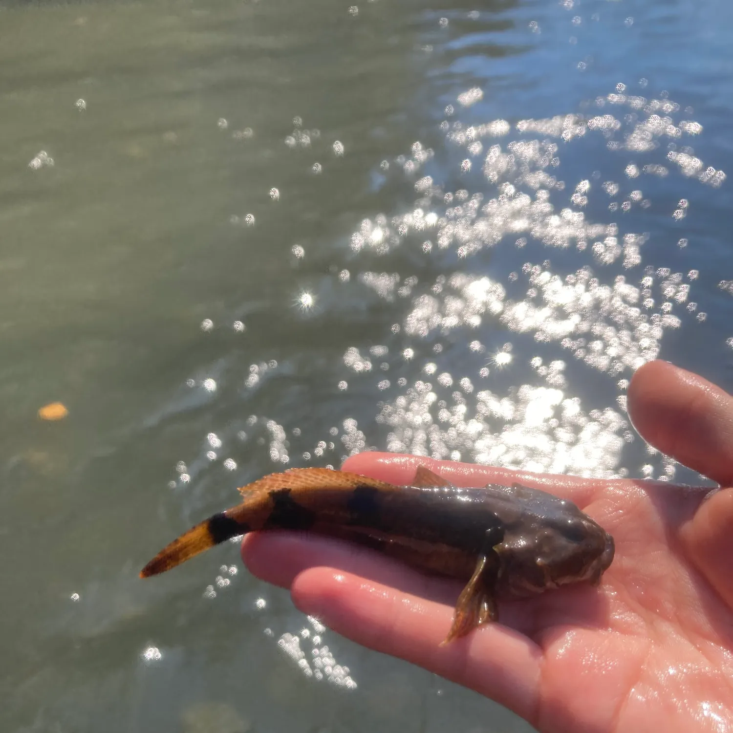 The most recent Banded sculpin catches on Fishbrain