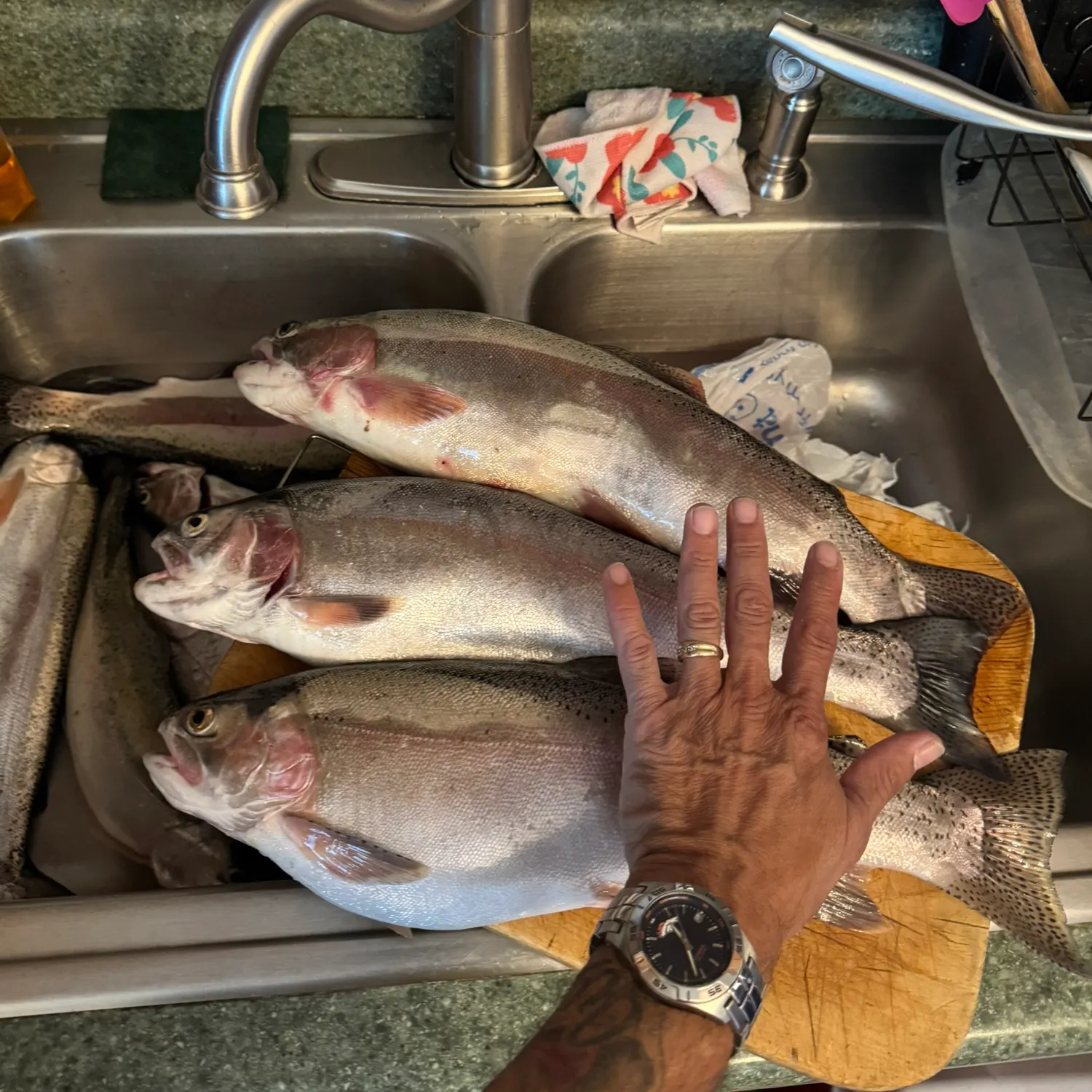 recently logged catches