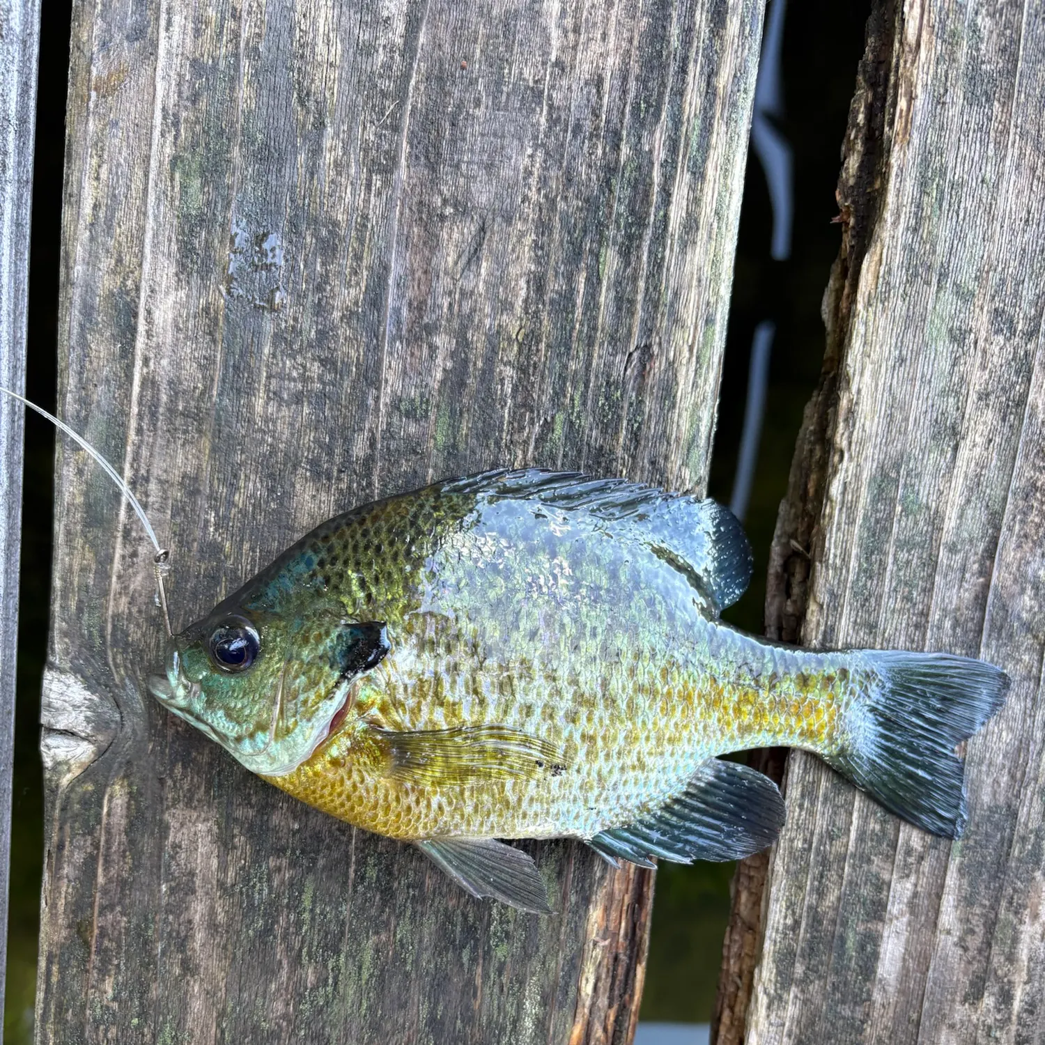 Bluegill caught on Fishbrain