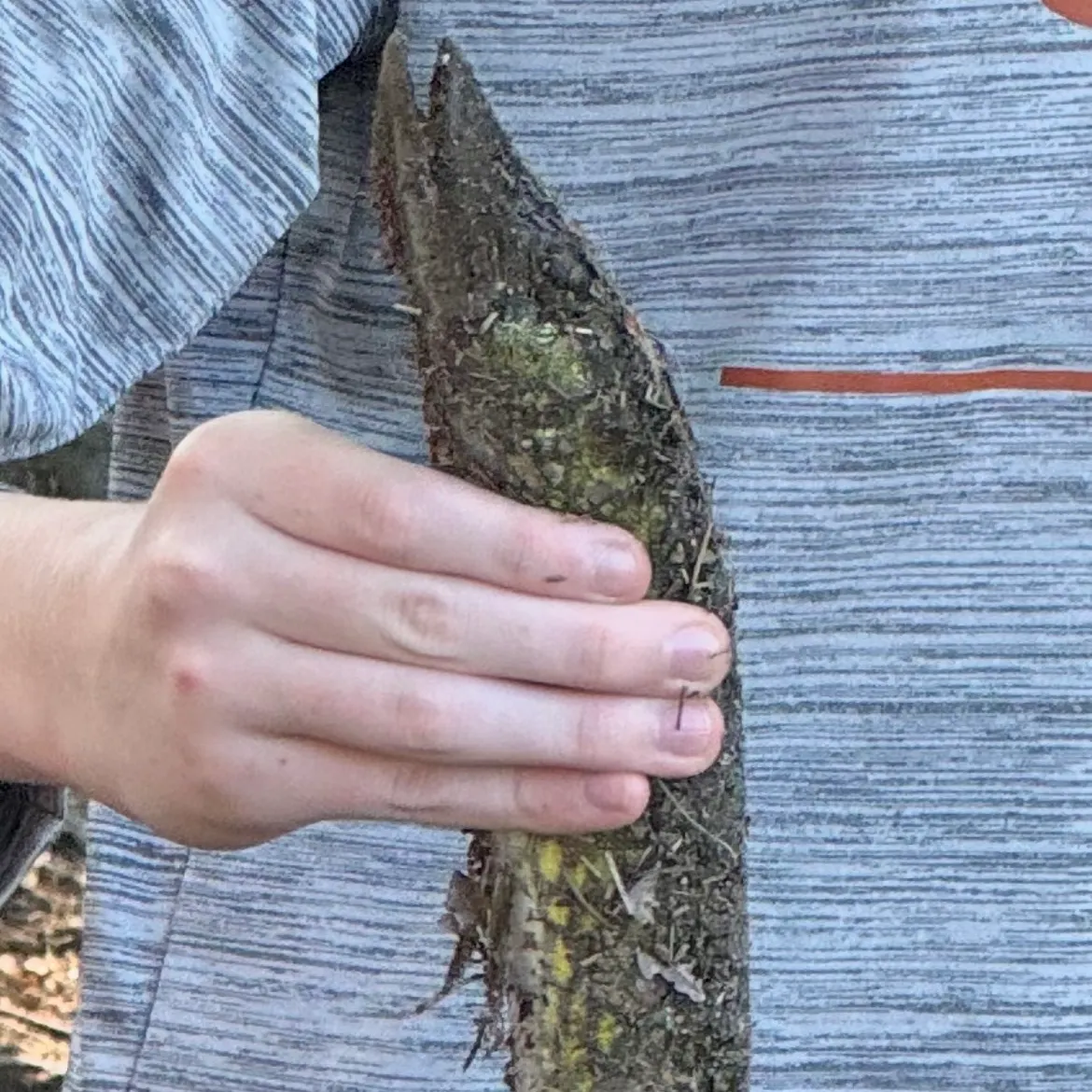 Chain pickerel caught on Fishbrain