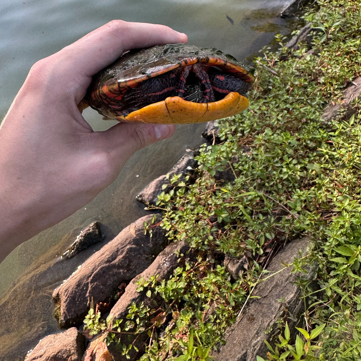 The most recent Pond slider turtle catches on Fishbrain